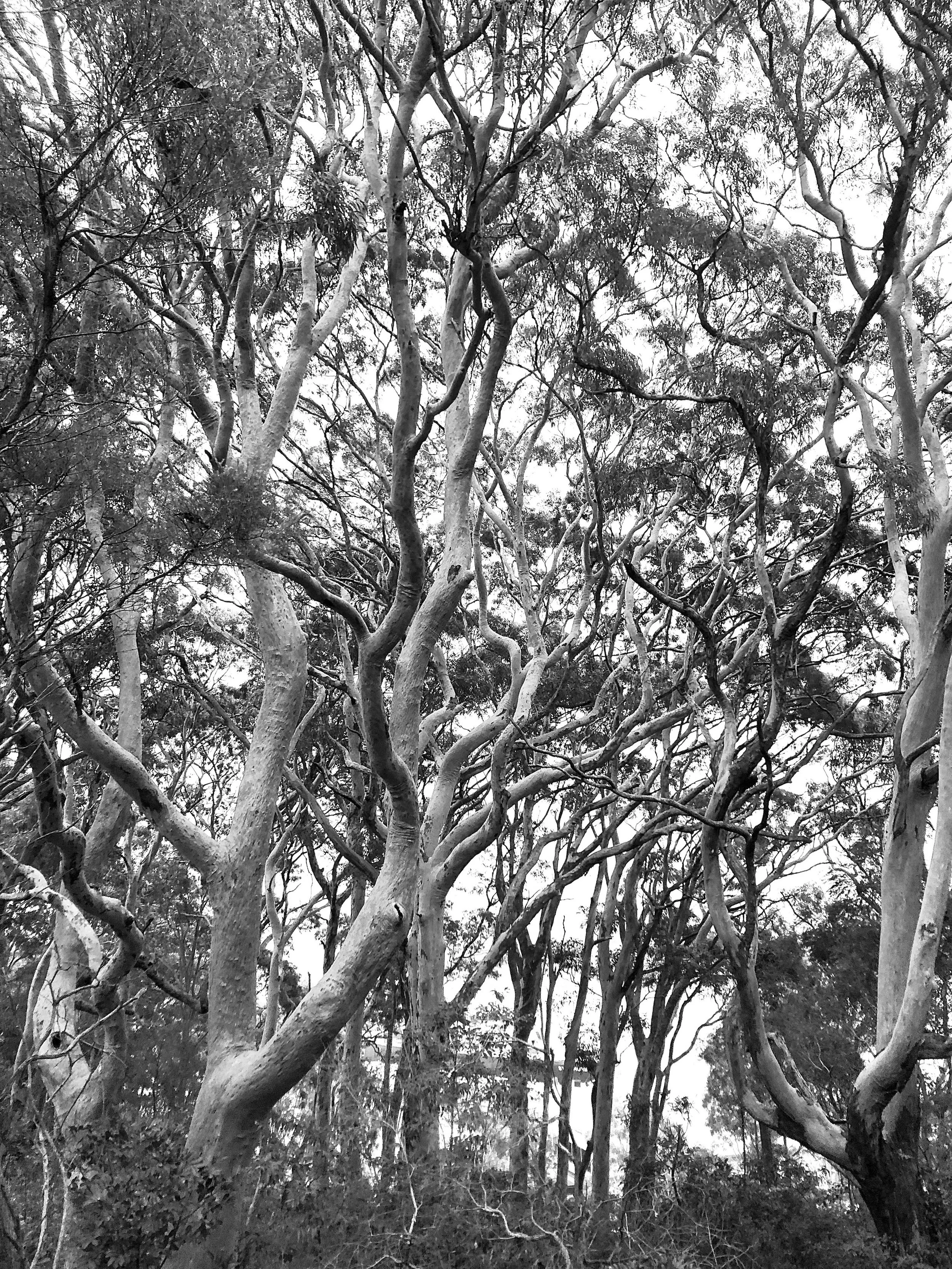 GUIDE TO AUSTRALIAN NATIVES