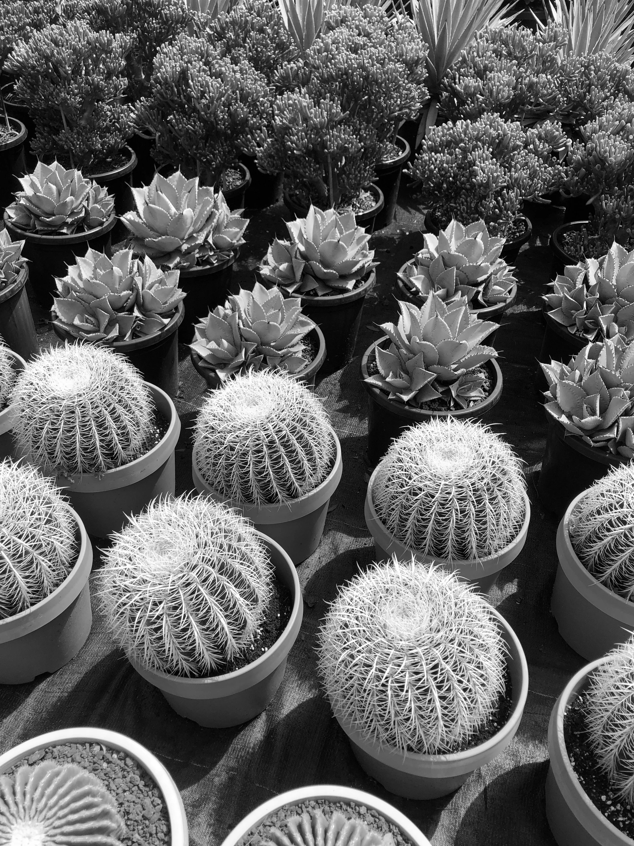 PLANTING IN FULL SUN