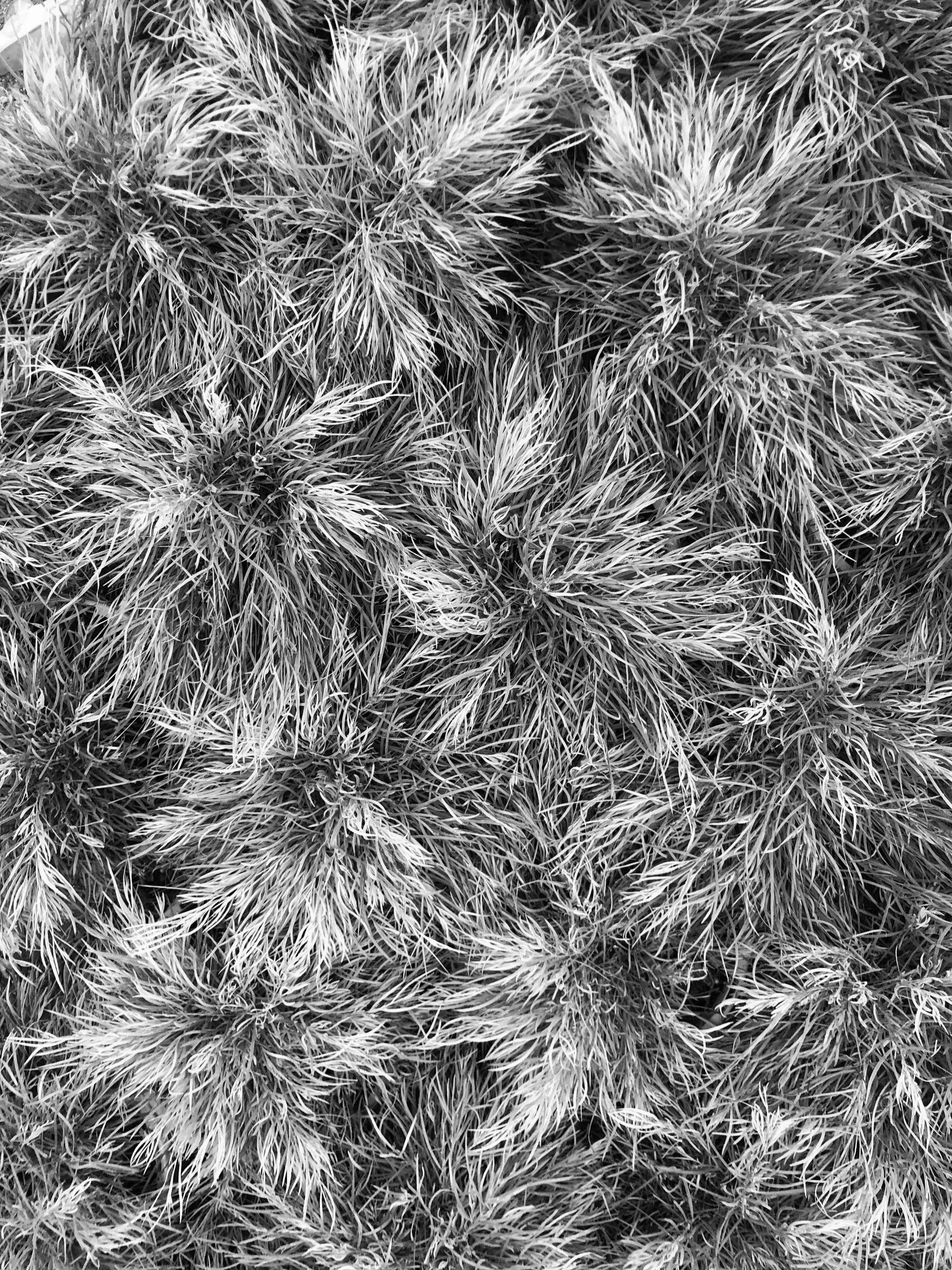 PLANTING WITH PERENNIALS