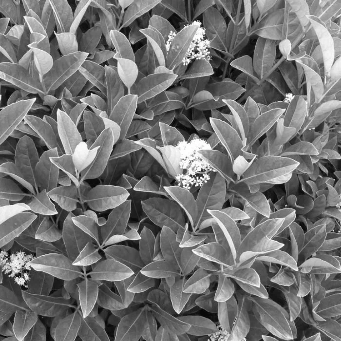 HARDY HEDGES FOR SCREENING