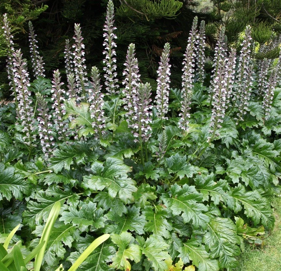 Acanthus mollis