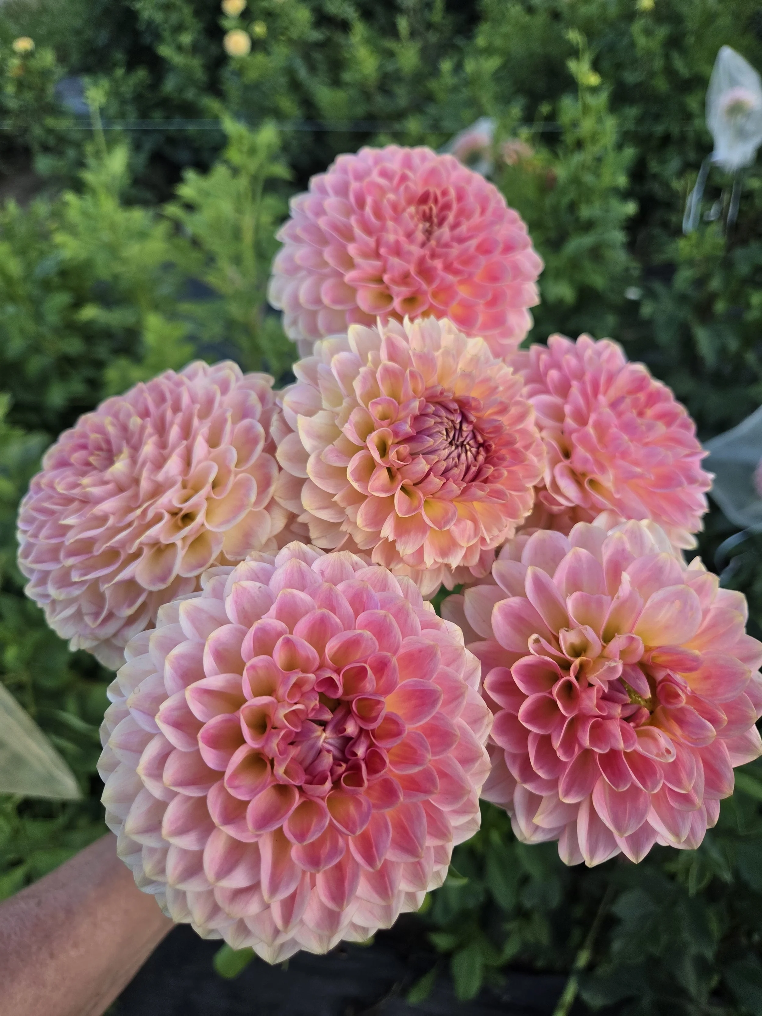 20th Avenue peach.jpg