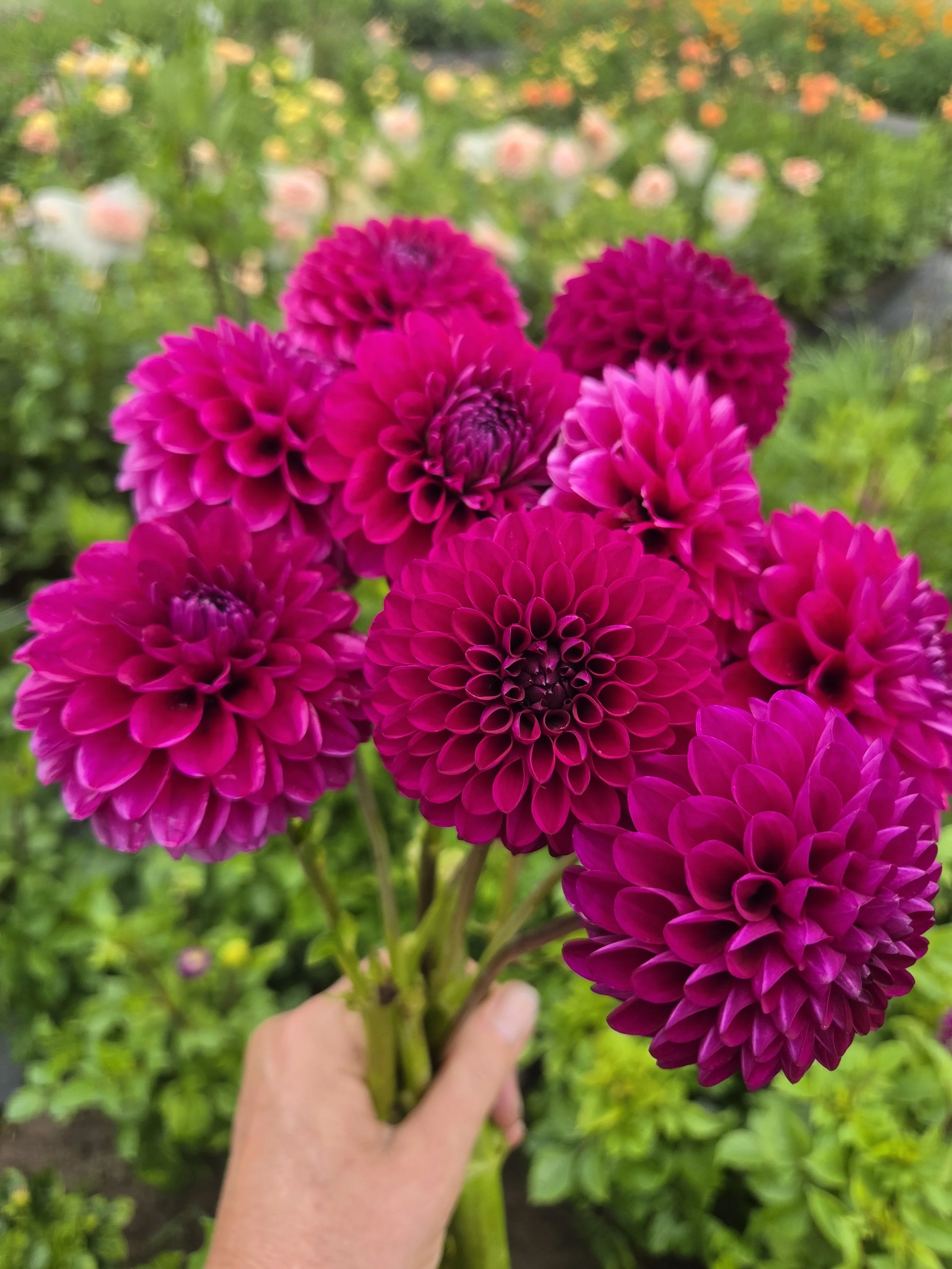 Hh berrry purple.jpg
