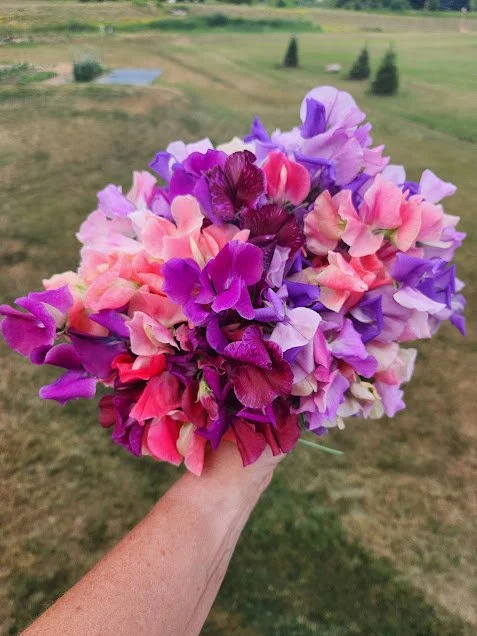 SweetPea_bouquet.jpg