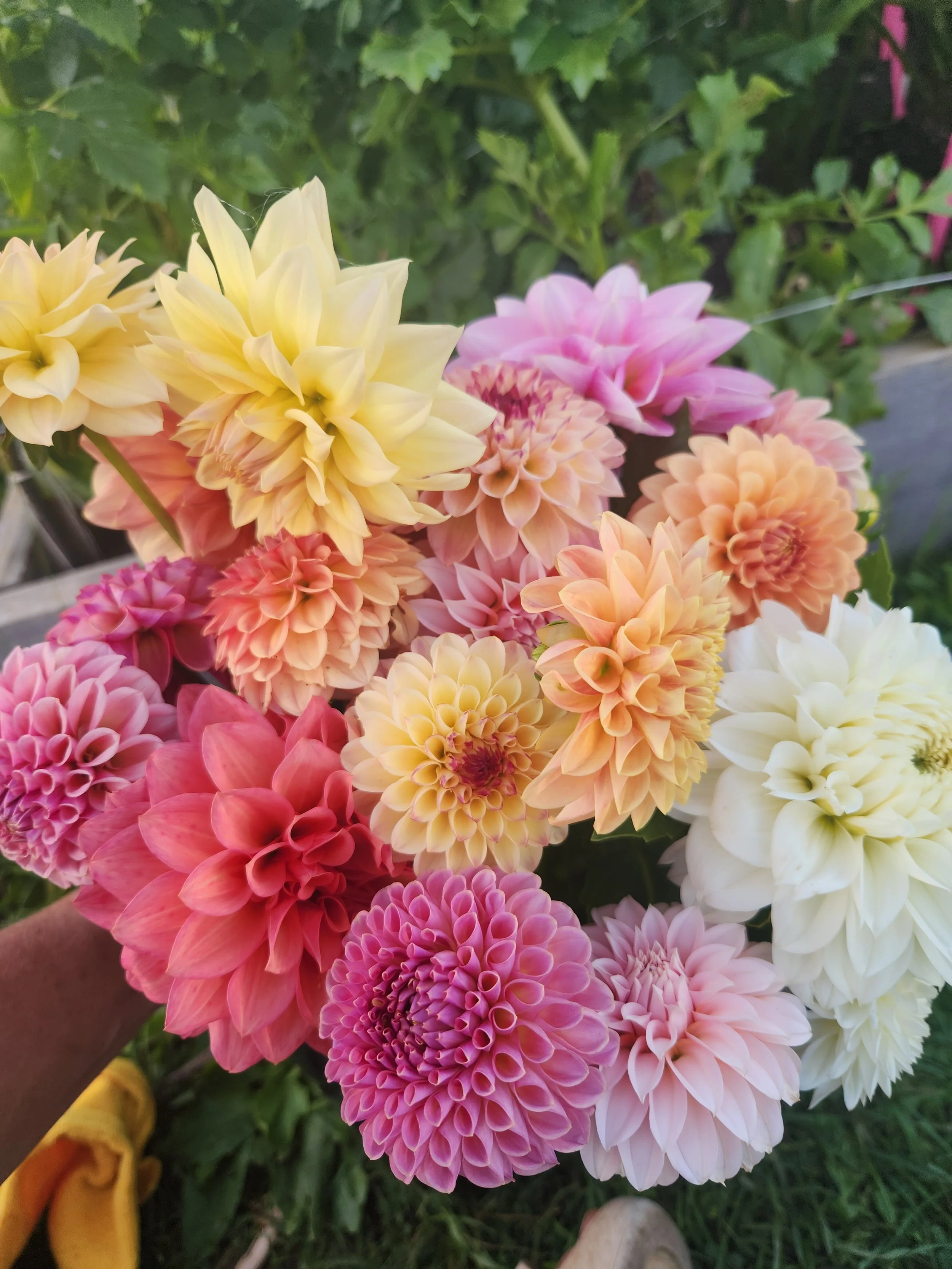 Rooted dahlia cutting group 1