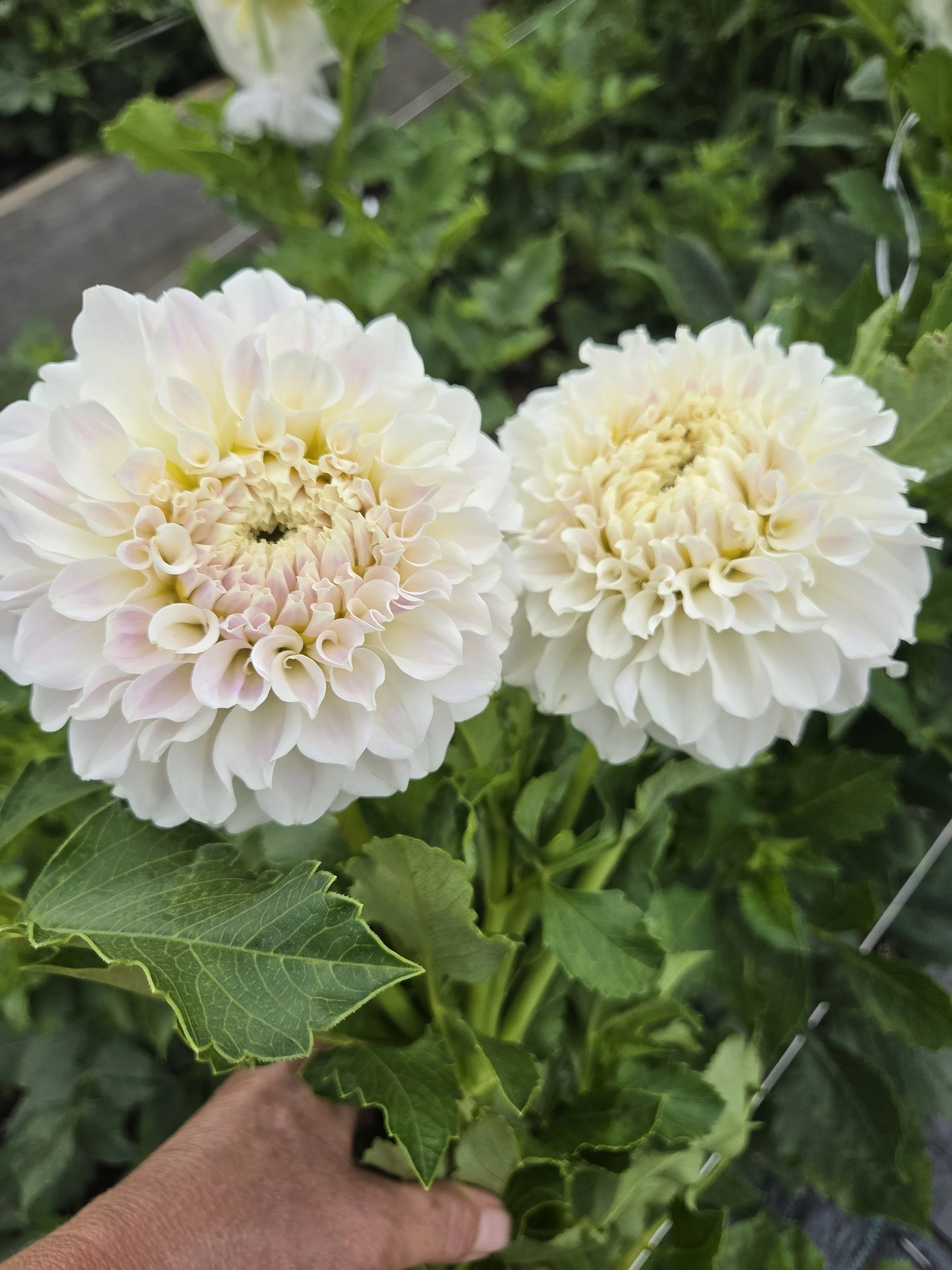 Irish Ruffles