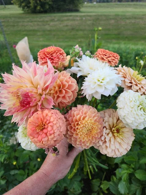 Rooted dahlia cuttings group 2