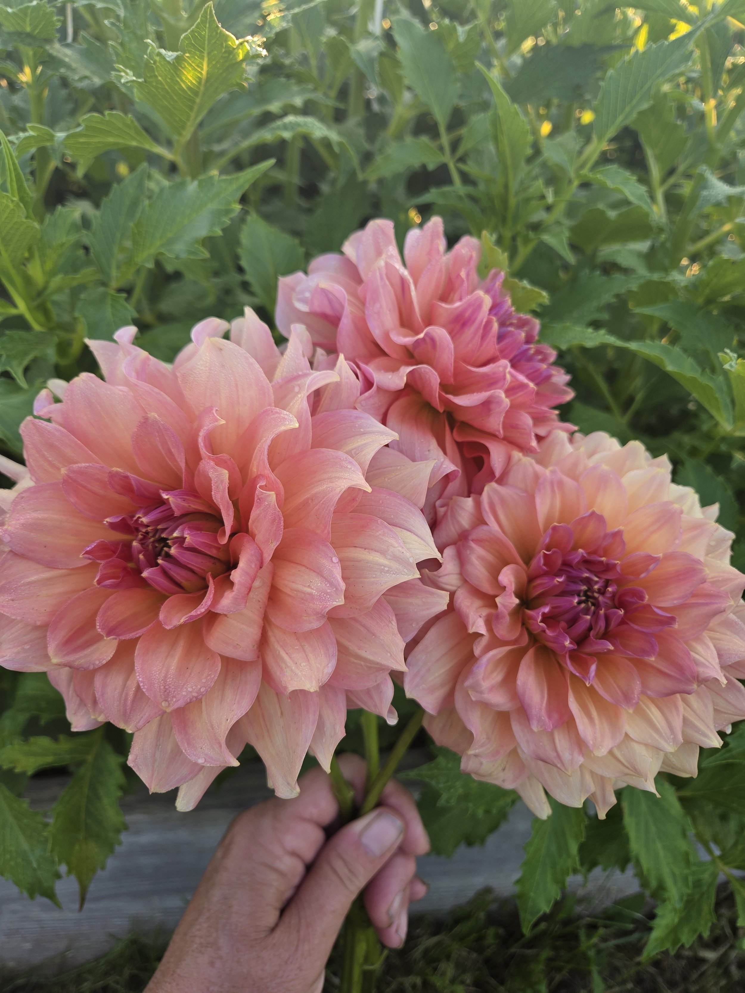 Peach Bud.jpg