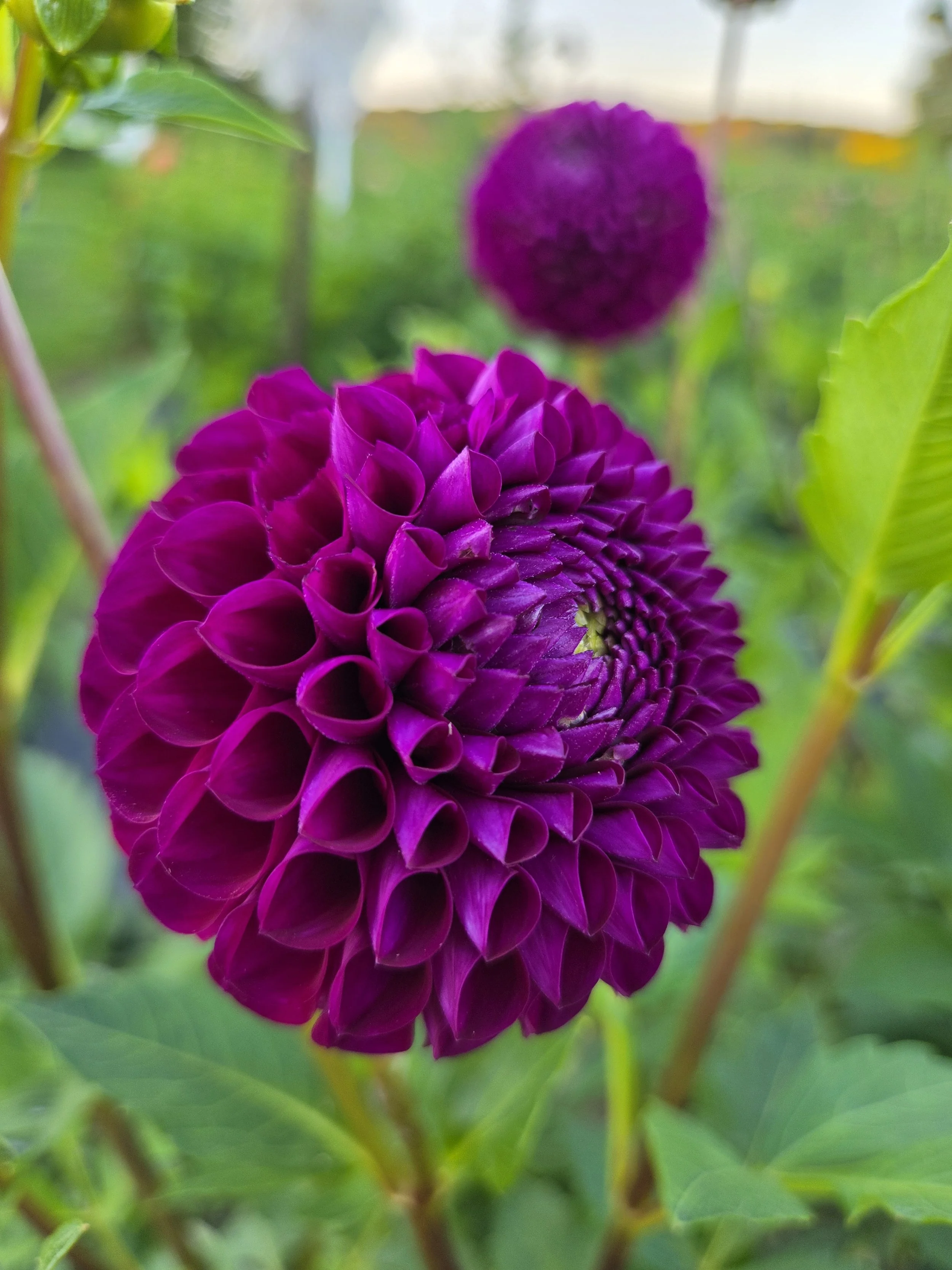 Xhim del blomma.jpg