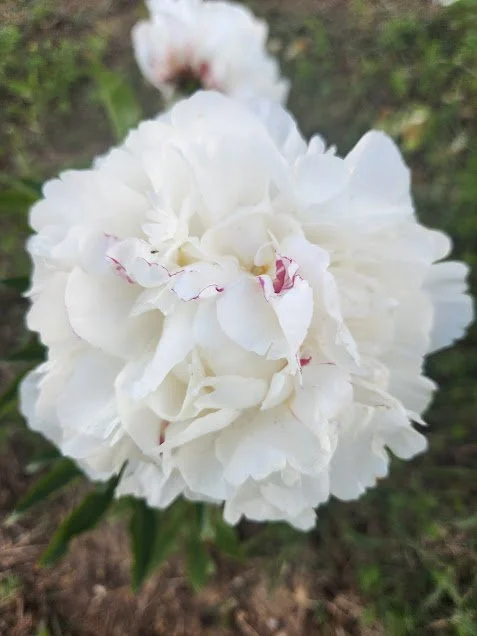 Gardenia_peony.jpg