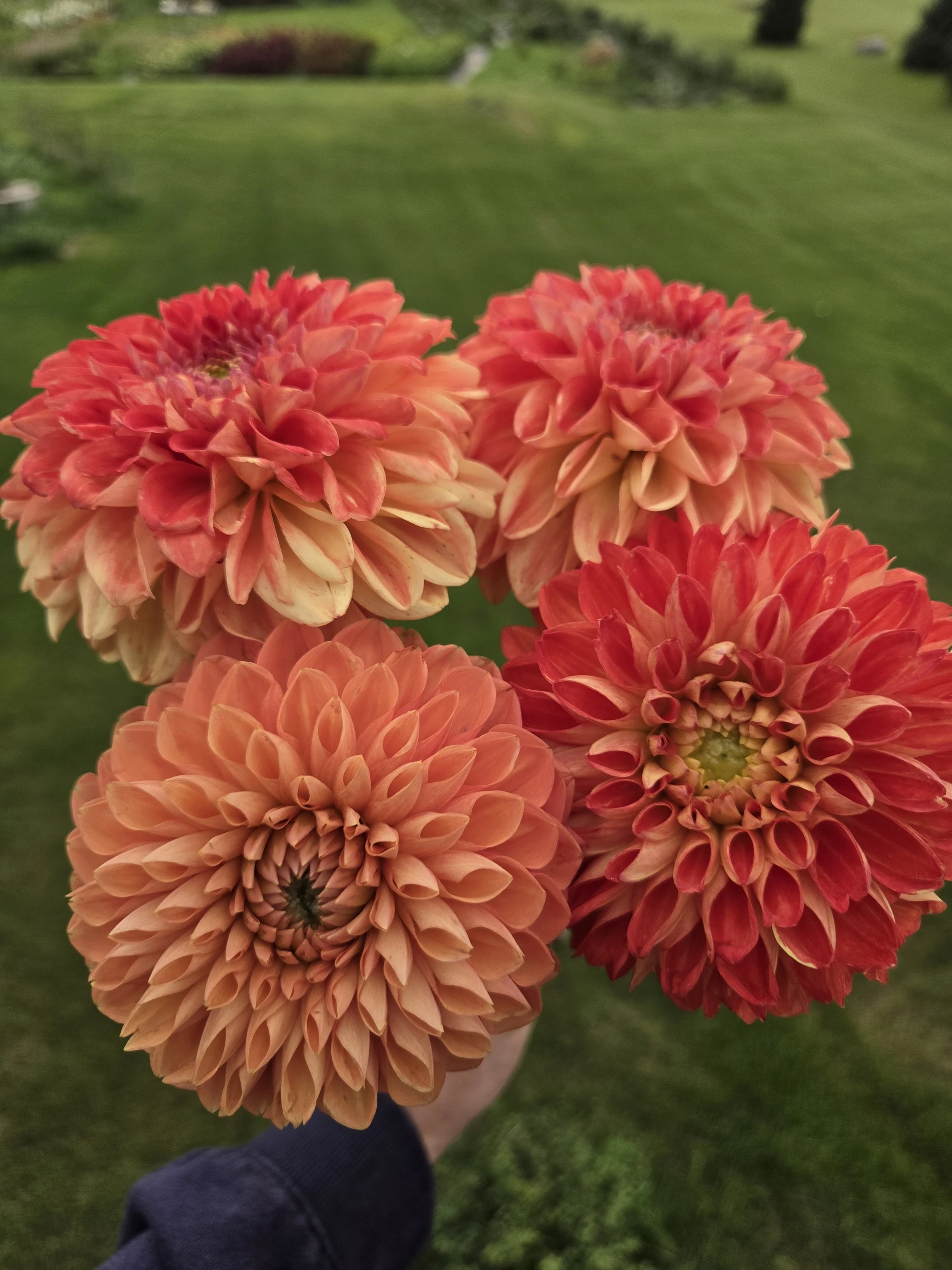 Orange Symphony