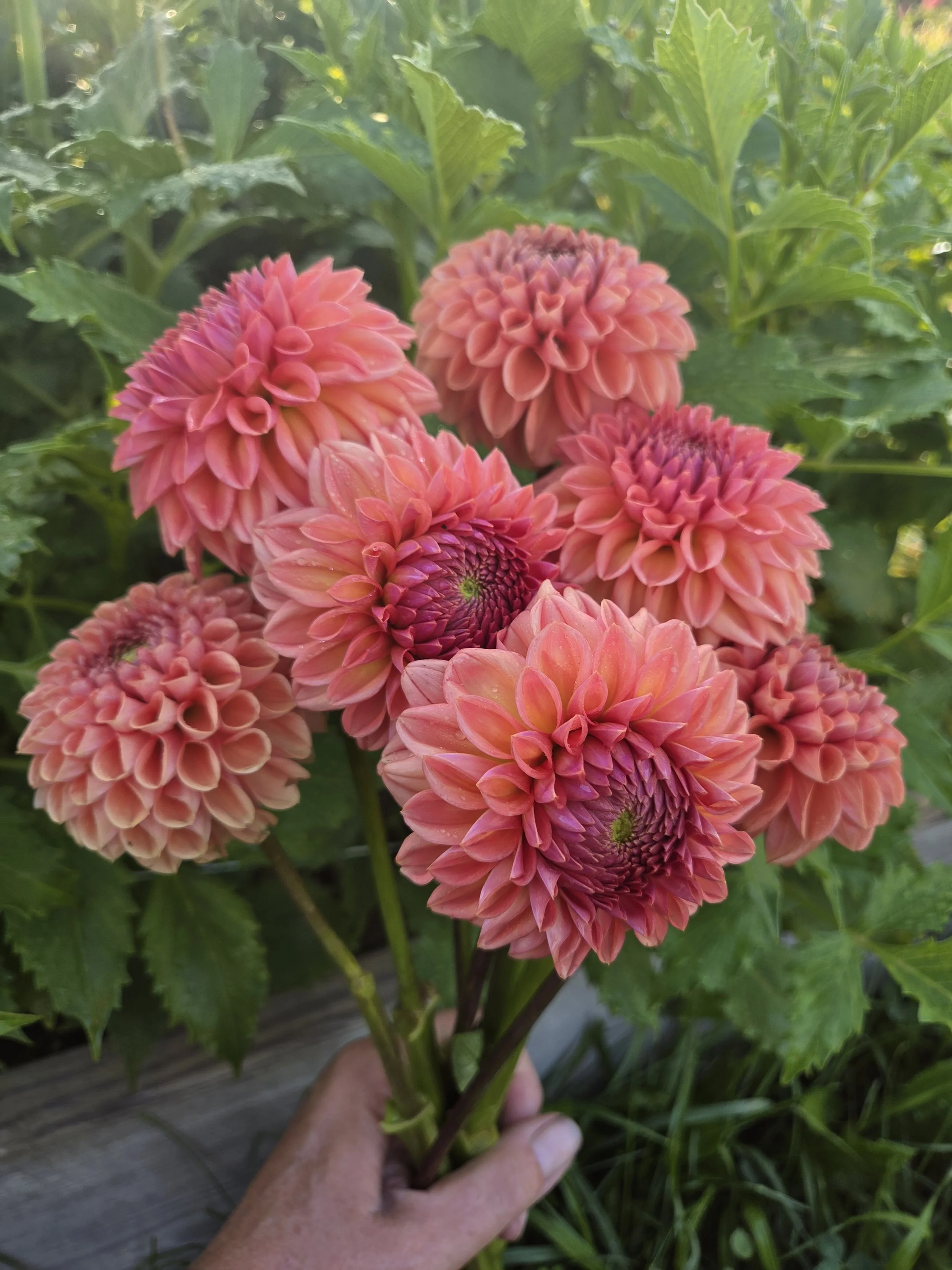 Fc apricot3.jpg