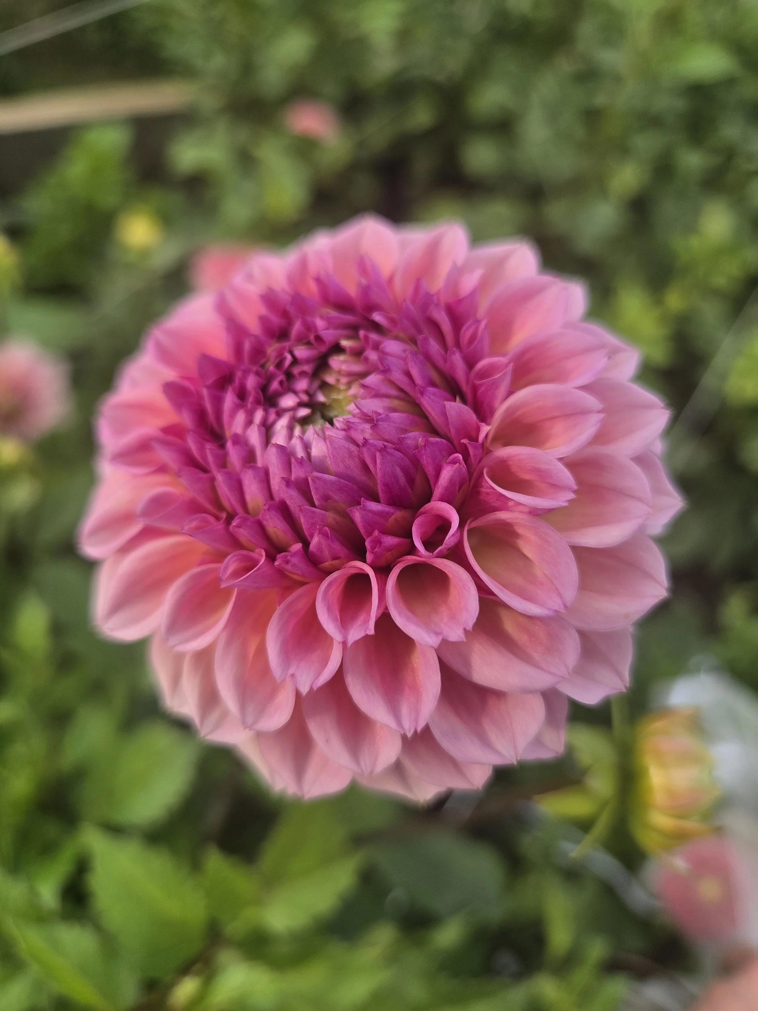 Brachen Rose