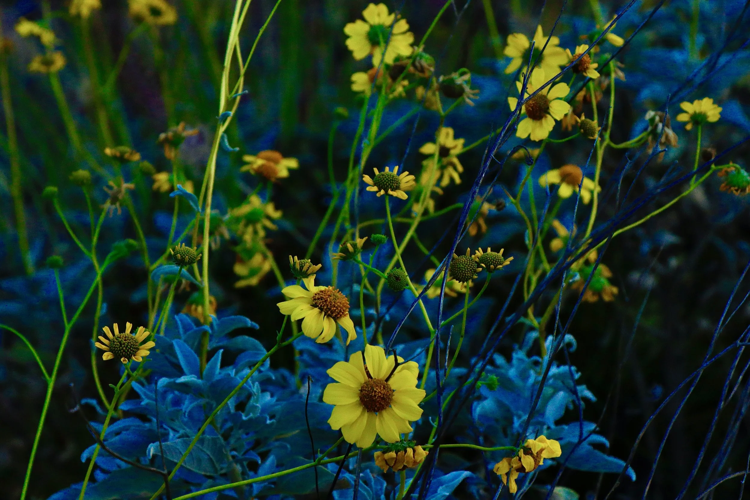 Most Fragrant Flowers to Grow Indoors.