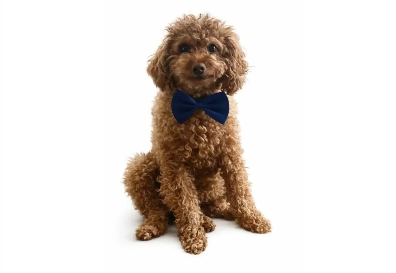 Wills Calgary Lawyer