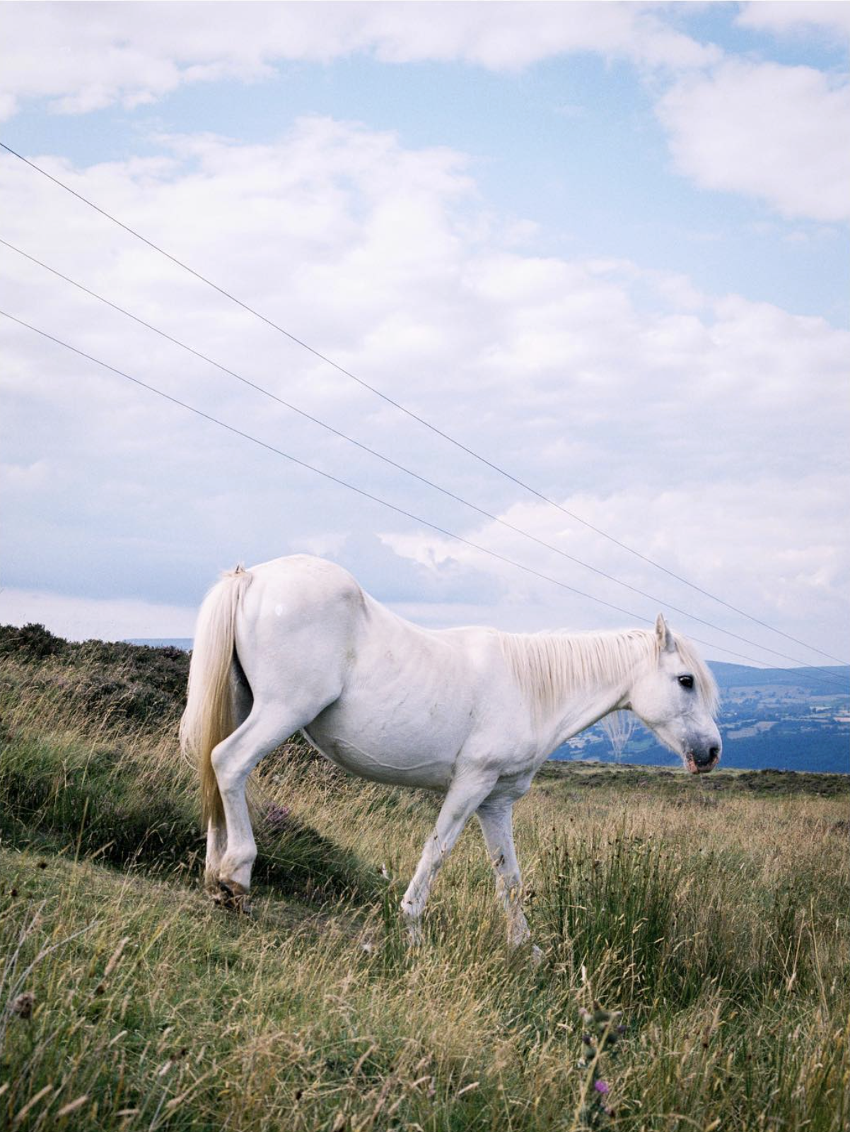 A white horse in a grassy field with hills and power lines under a partly cloudy sky.