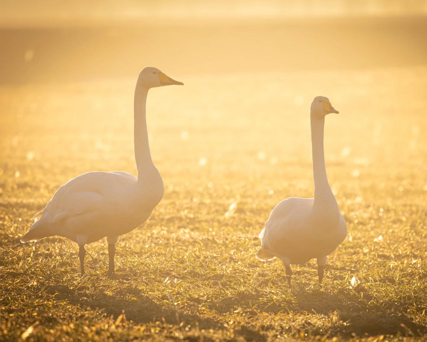 Joutsenten kevätiloa 🦢☀️
☆
Swans in spring 🦢☀️