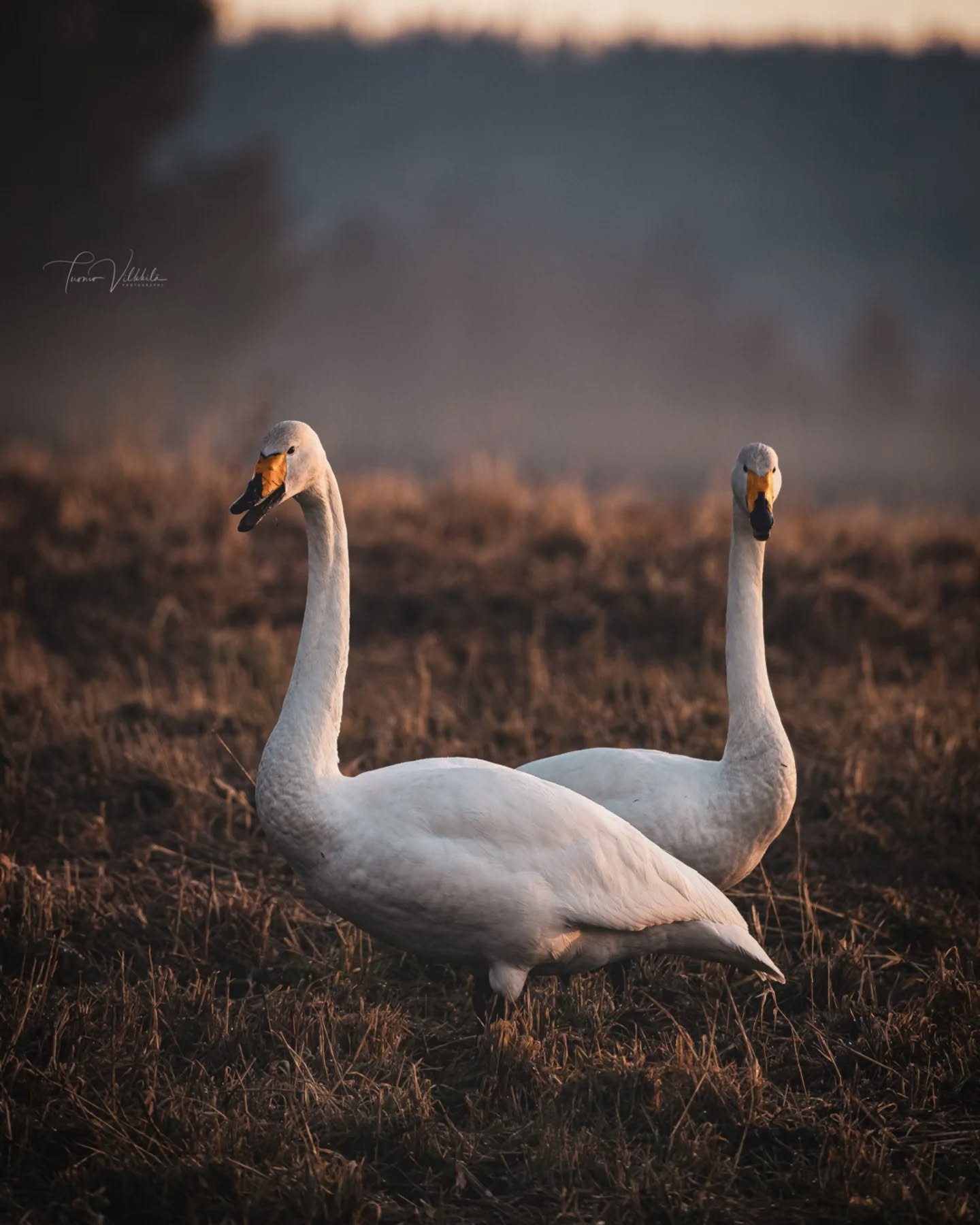 Swans in a field early in the morning
🦢
Joutsenet pellolla varhain aamulla