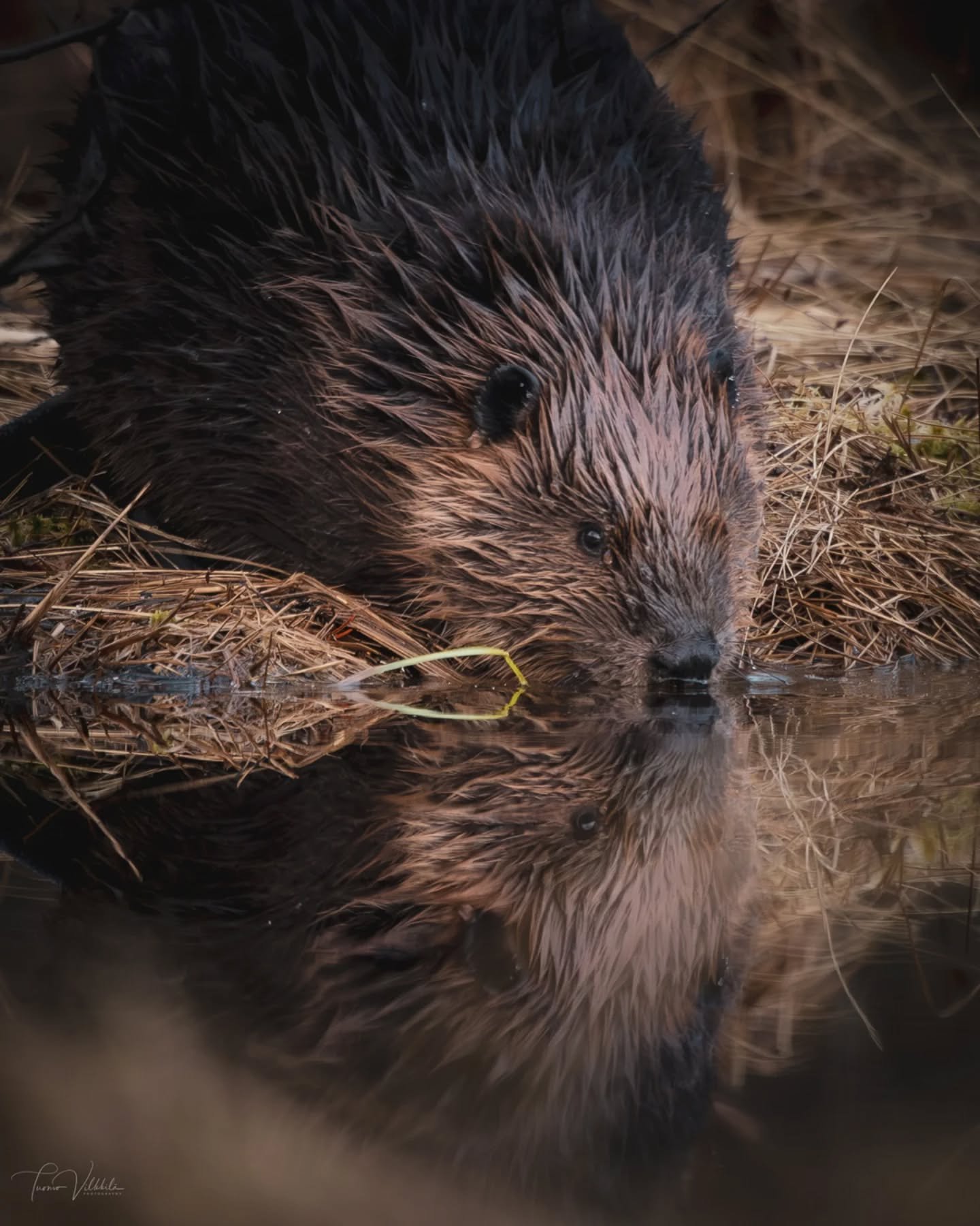 Majava veden äärellä
☆
Beaver by the water 🐾