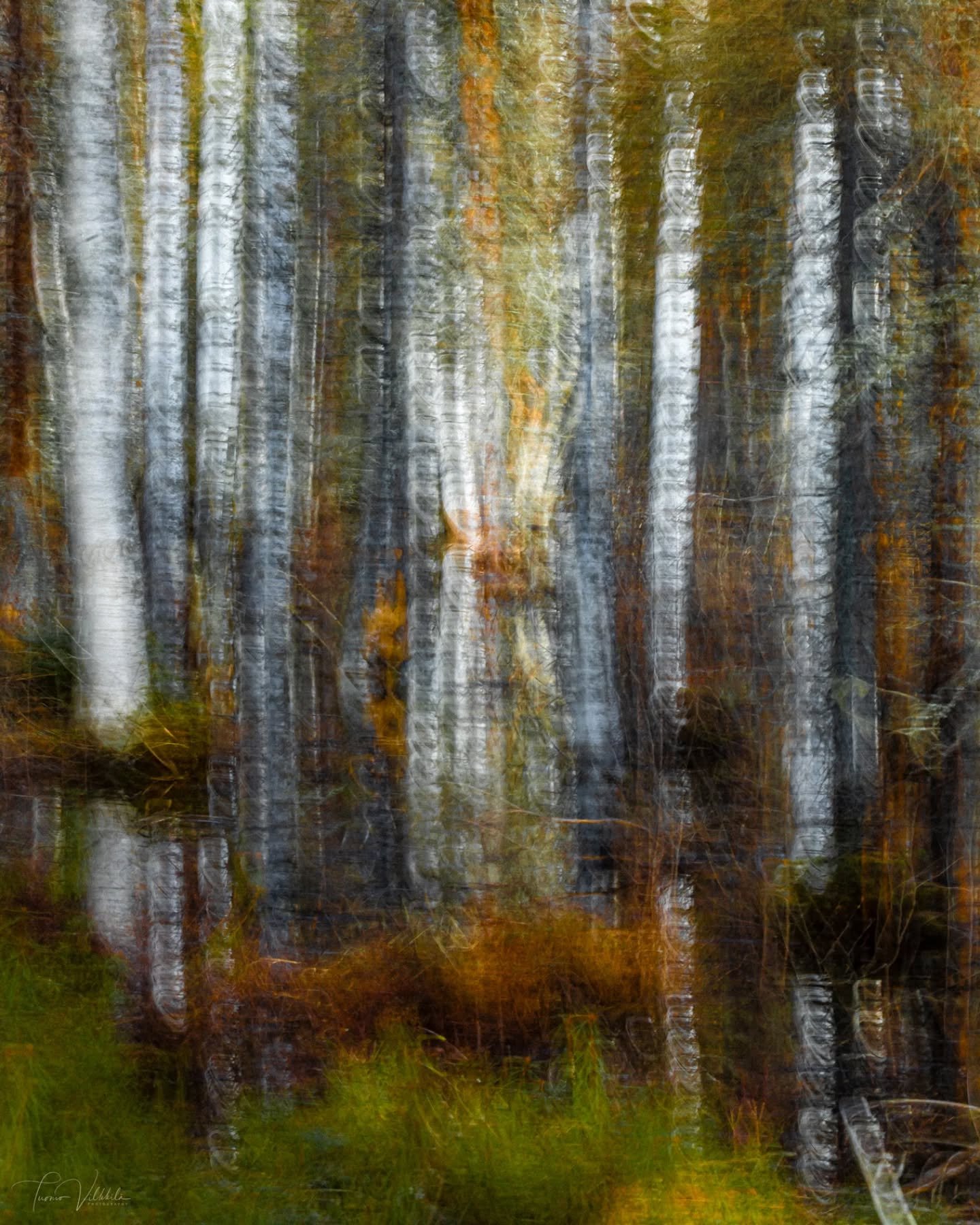 Kevättulva koivumetsässä (ICM-kuva)
☆
Spring flood in a birch forest (ICM photo)
