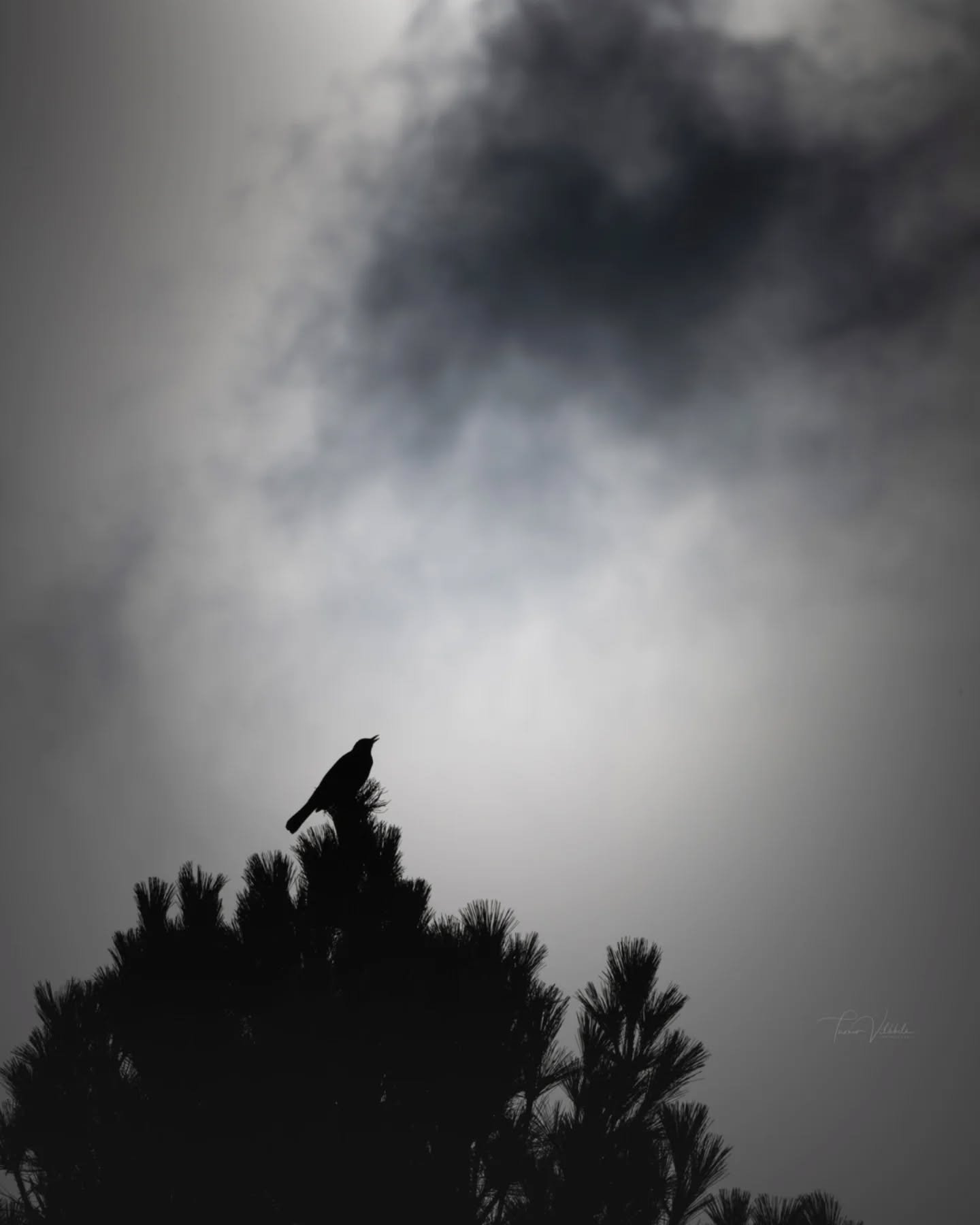 Pahanilmanlintu ☆ Bird of ill omen 🐦‍⬛☁️
