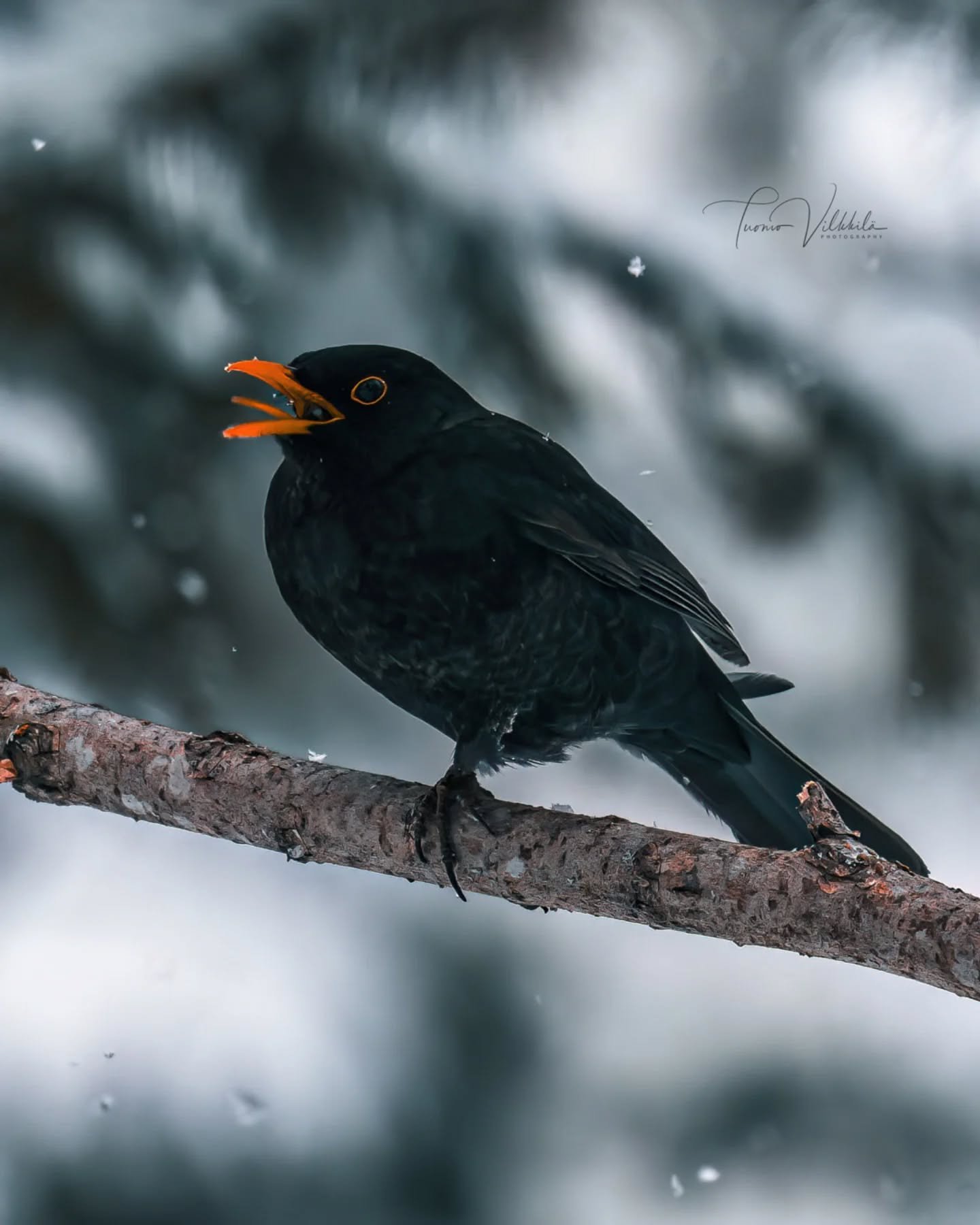 Let's hope the winter eases up soon 🐦‍⬛