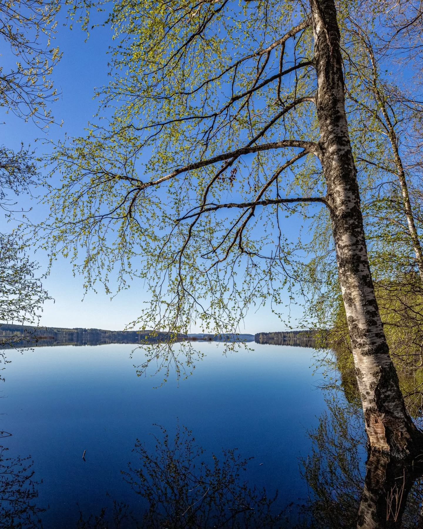 Alkukesän kauneutta 🌱