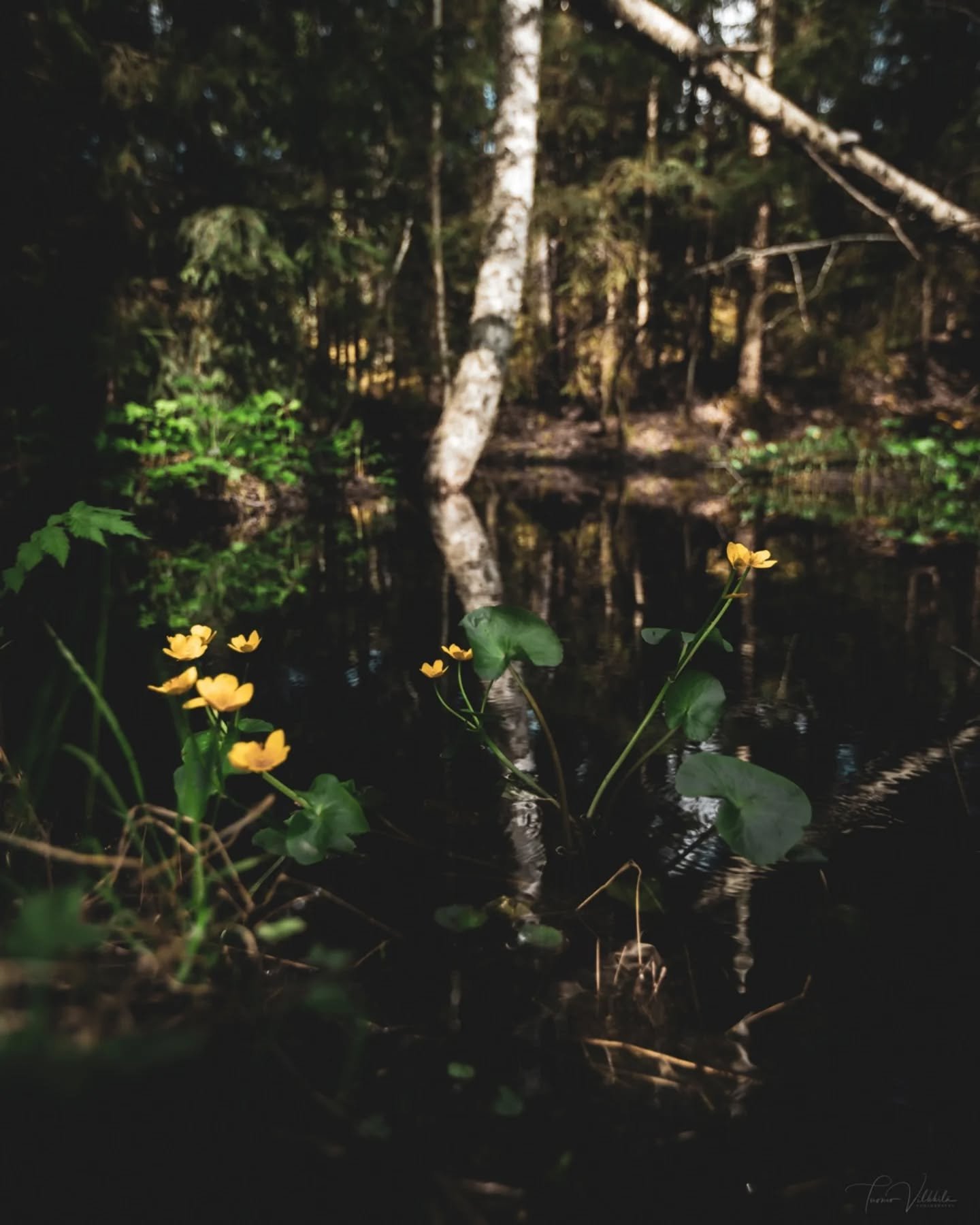 Alkukesän kukintoja 🌼