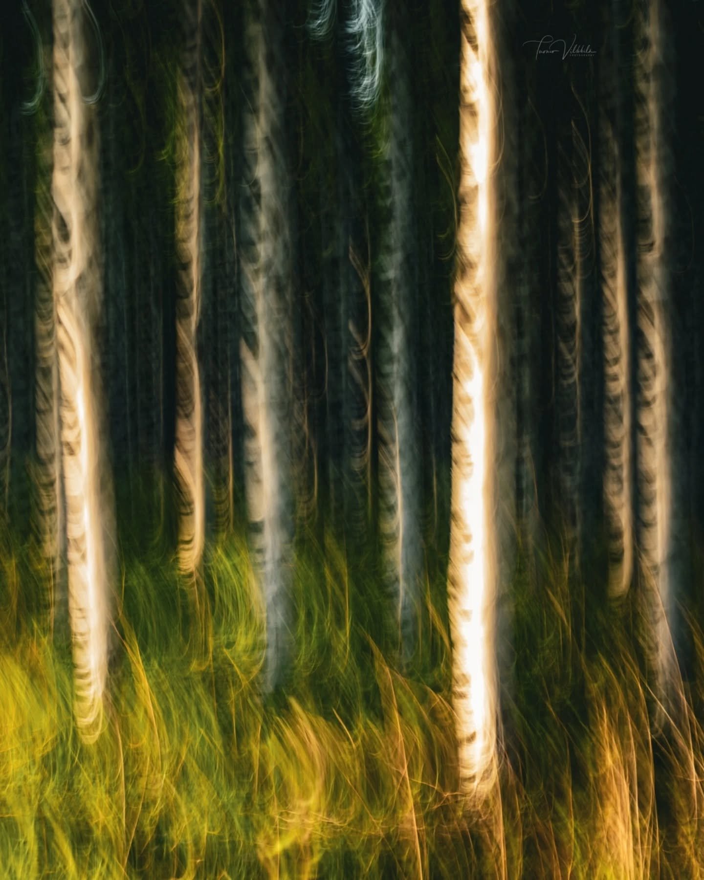 Koivujen kuiske 🌬🌳
☆
The whispers of birches ✨️