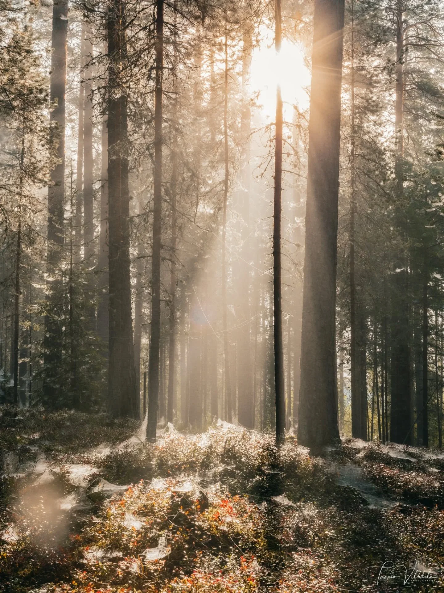 Syysaamun valonpilkahdus ✨️
☆
A ray of sunshine in the morning ☀️