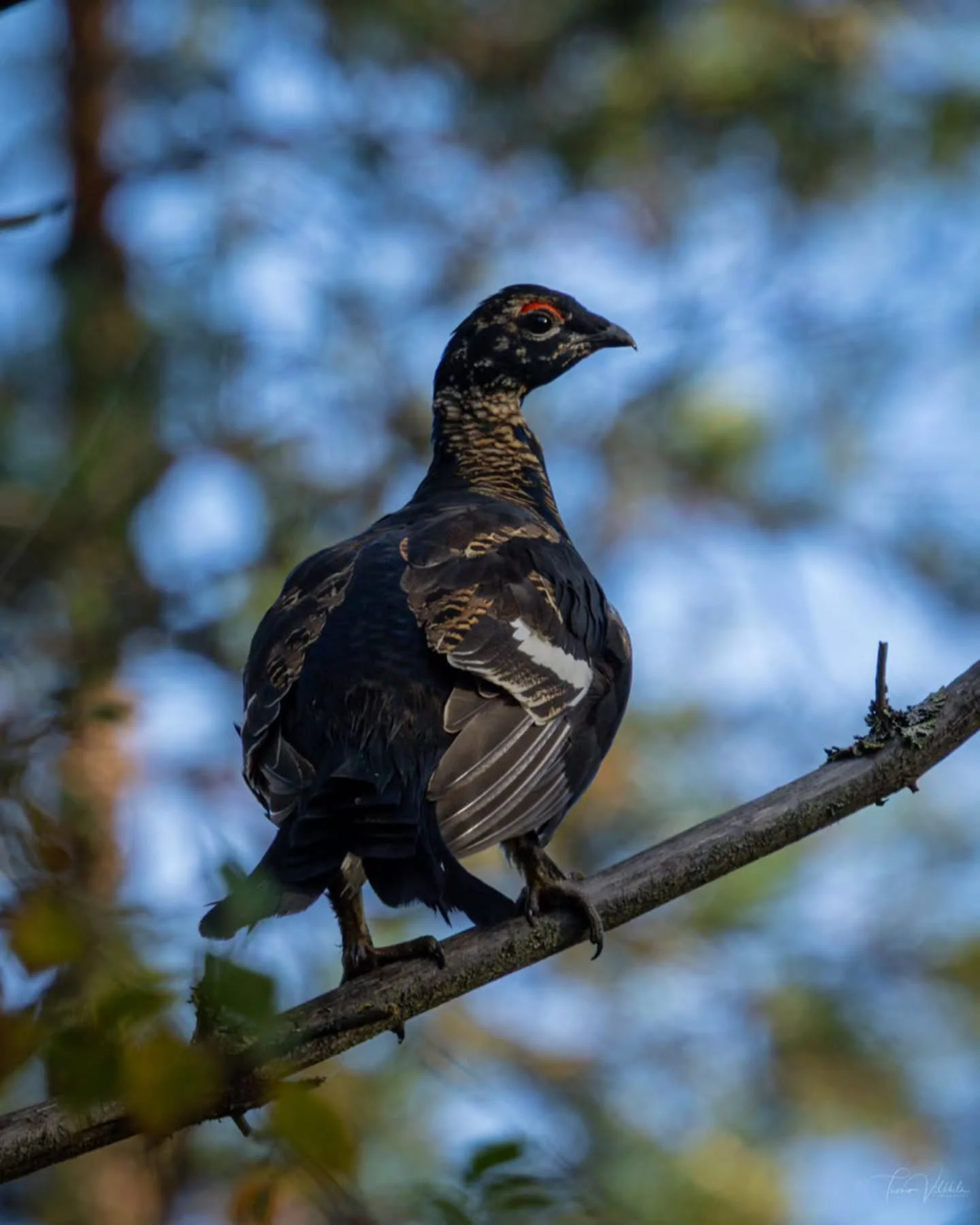 Young black grouse 🪶
Nuori urosteeri tuli tänään tiellä vastaan, joten pitihän siitä ottaa kuva, kun kamerakin oli mukana 📸