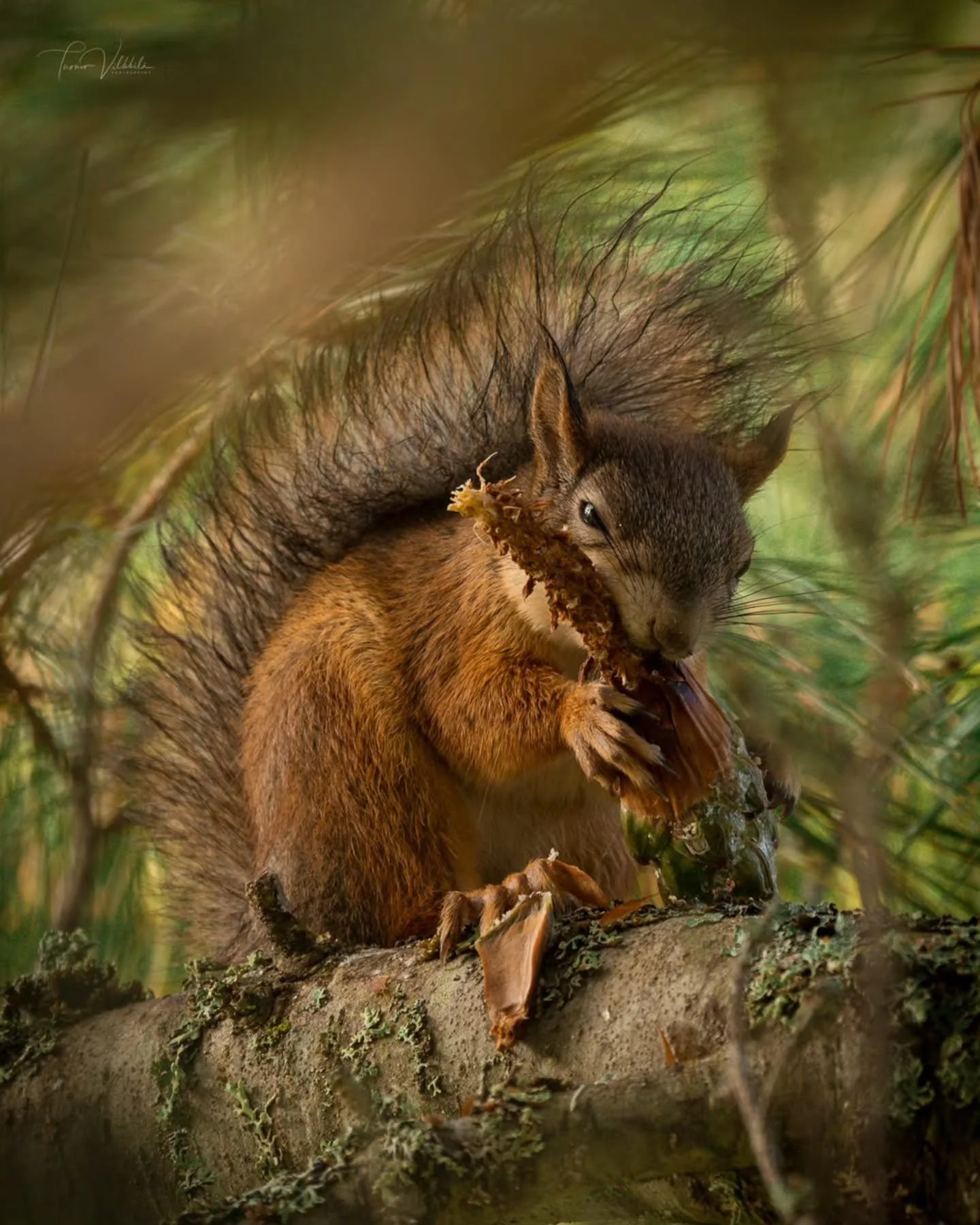 Pinecone Connoisseur 🐿️
Käpy on hyvää, kun yksin syö 😋