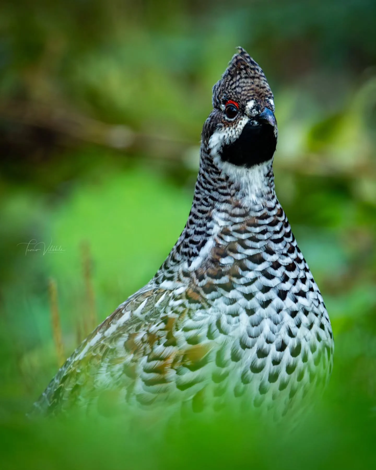 A few hazel grouse have been spending time near the backyard lately. I managed to lure one just a few meters away by answering its whistling call 🪶
Takapihan liepeillä on viime viikkoina oleskellut pyitä. Sain yhden tulemaan muutaman metr