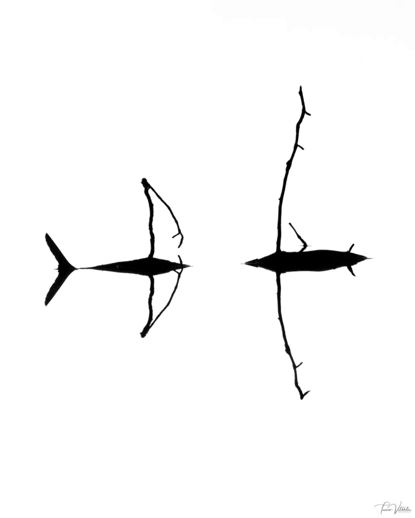 Art from nature.
What do you think of these?
Taidetta luonnosta.
Mitä sinulle tulee mieleen näistä?