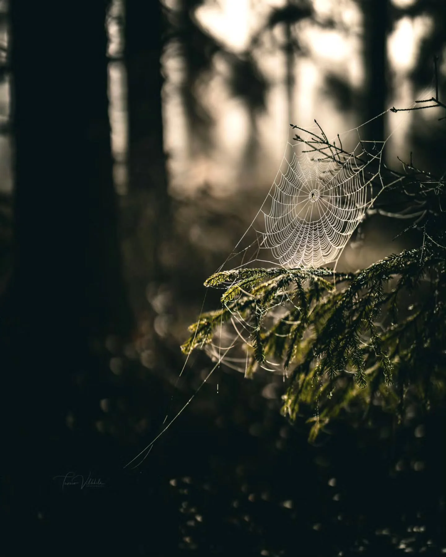 Hyv&auml;&auml; Pyh&auml;inp&auml;iv&auml;n iltaa 🕯️
✨
Happy All Saints' Day evening 🕯️