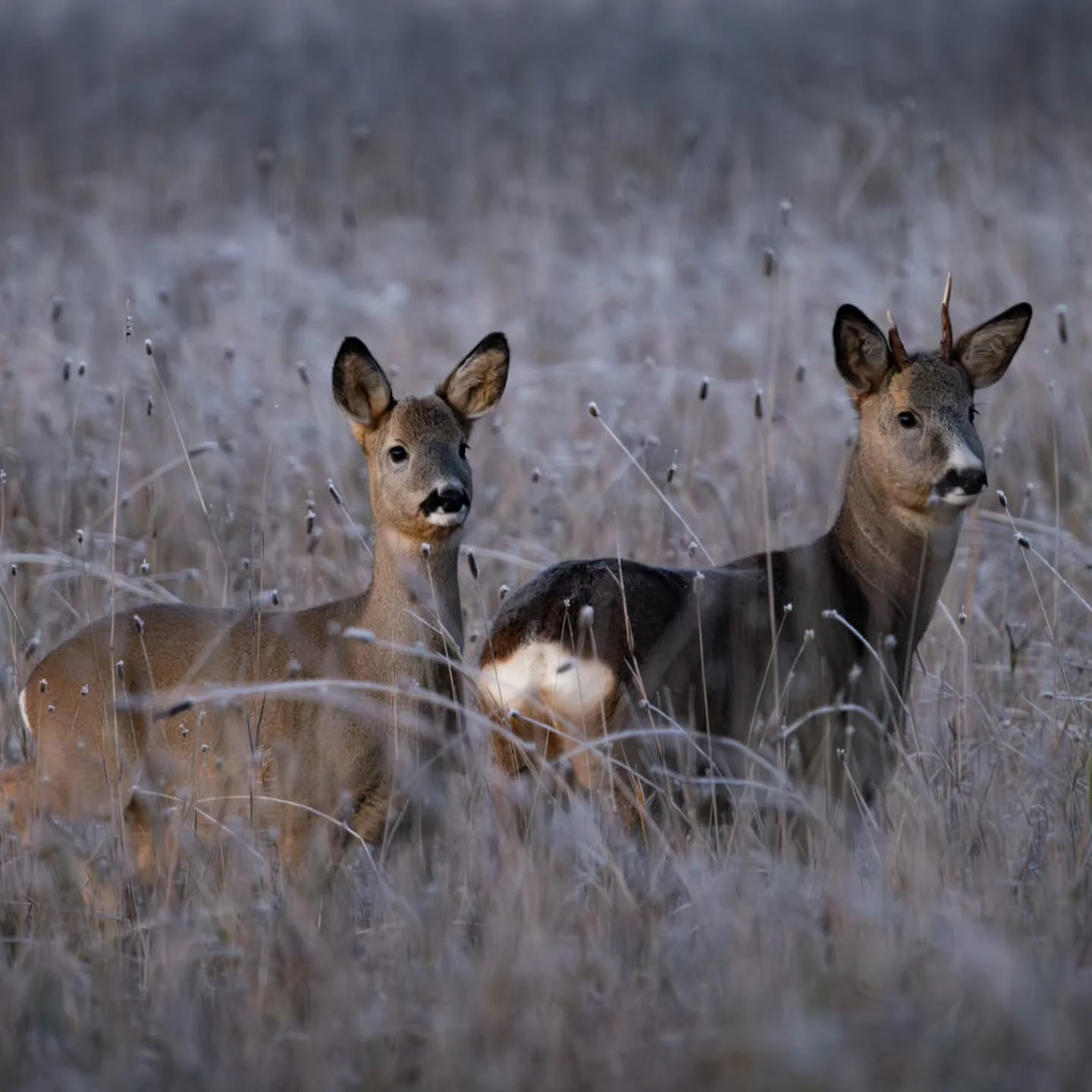 Kauriit pakkasen huurruttamalla pellolla ❄️🦌

Deer in a frosty field ❄️🦌