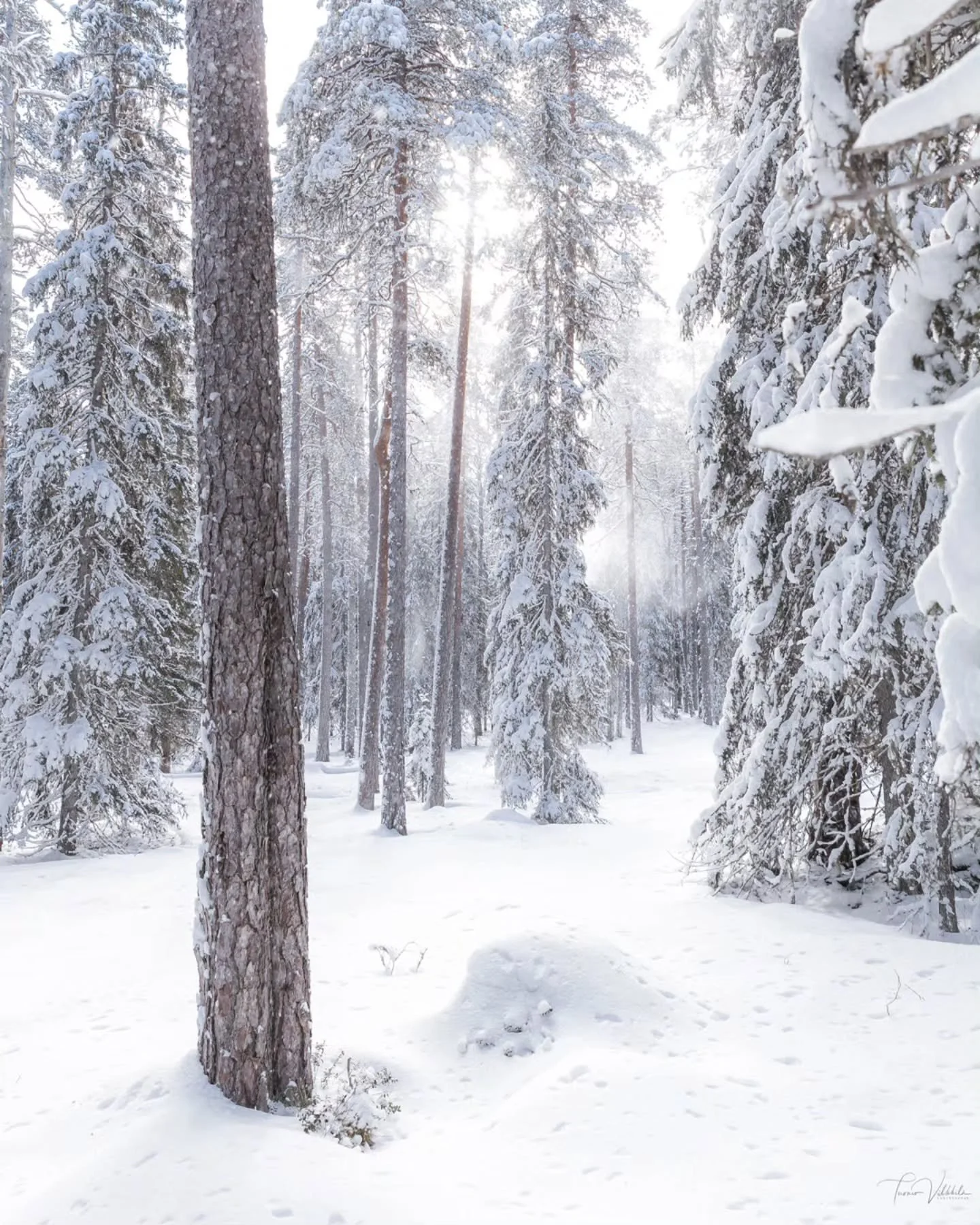 Hyv&auml;&auml; itsen&auml;isyysp&auml;iv&auml;&auml;! 🇫🇮
Talvikuva muistuttakoon meit&auml; luonnon kauneudesta ja suomalaisesta sitkeydest&auml;.

Happy Independence Day! 🇫🇮
Let this winter photo remind us of natural beauty and the resilience o