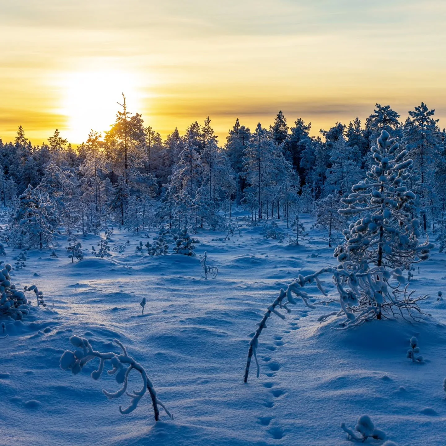 Talvisen suoluonnon kauneutta ❄️☀️

Kyll&auml; oli uskomattoman upeaa eilen hiiht&auml;&auml; er&auml;maassa lumen narskuessa suksen alla. Pakkasta oli noin -20 astetta, mutta kun pysyi liikkeess&auml;, niin ei tullut kylm&auml;. N&auml;kym&auml;t ol