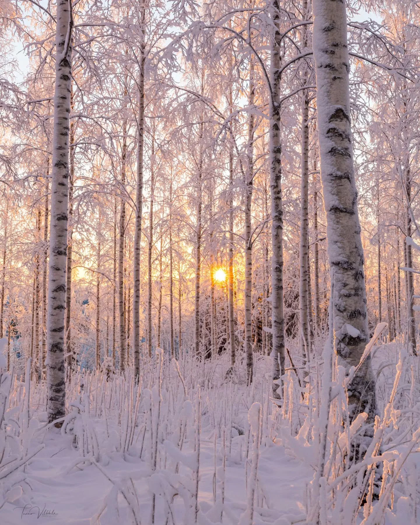 Talviaamun ensimm&auml;iset valons&auml;teet koivikossa ❄️☀️🌳