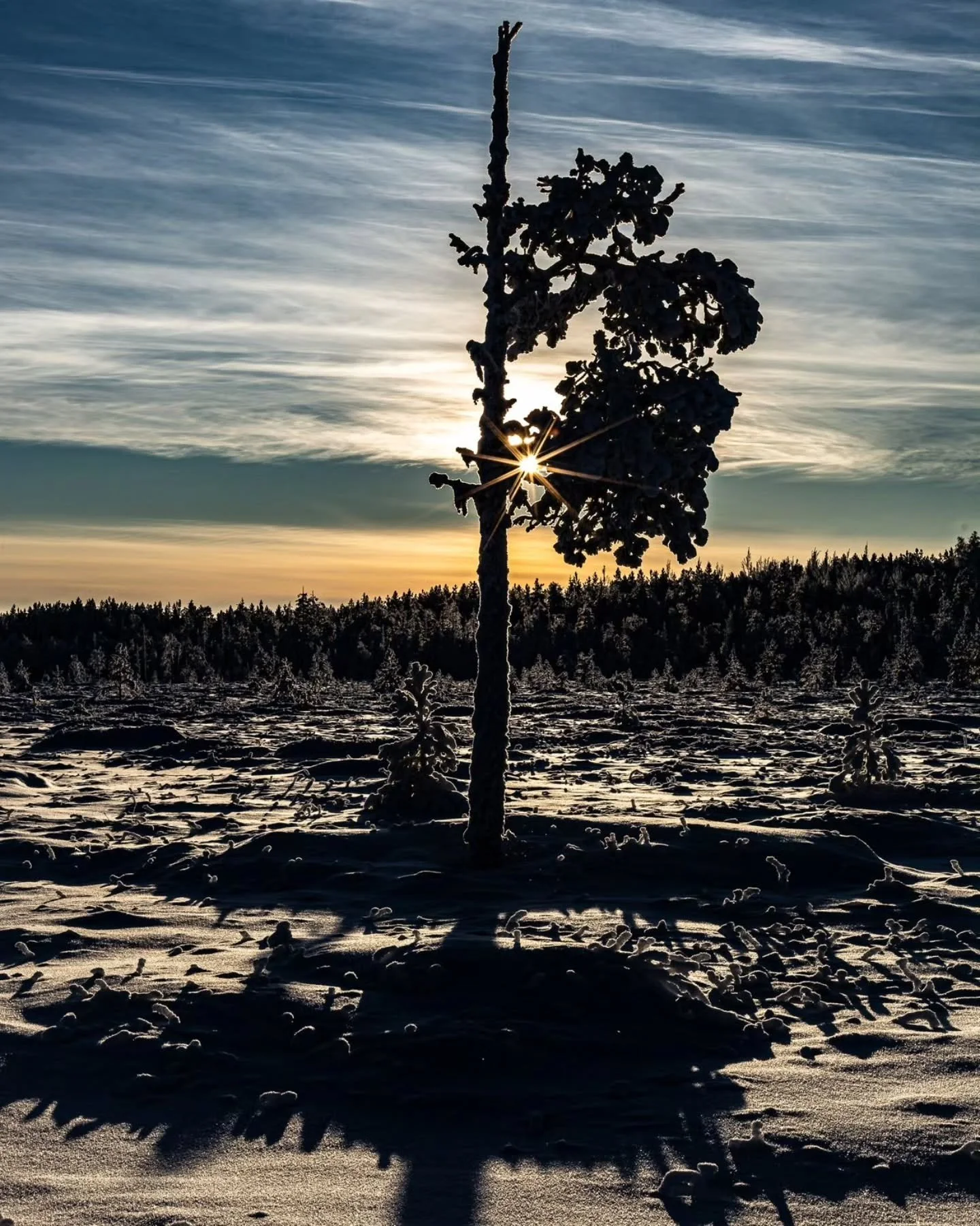Tammikuinen aurinko piipahtaa matalalla, pakkasta &minus;25&deg;. Yksin&auml;inen, sitke&auml; puu seisoo keskell&auml; suota er&auml;maan hiljaisuudessa. El&auml;m&auml; jatkaa sinnikk&auml;&auml;sti my&ouml;s talven kovimmassa otteessa &ndash; t&au
