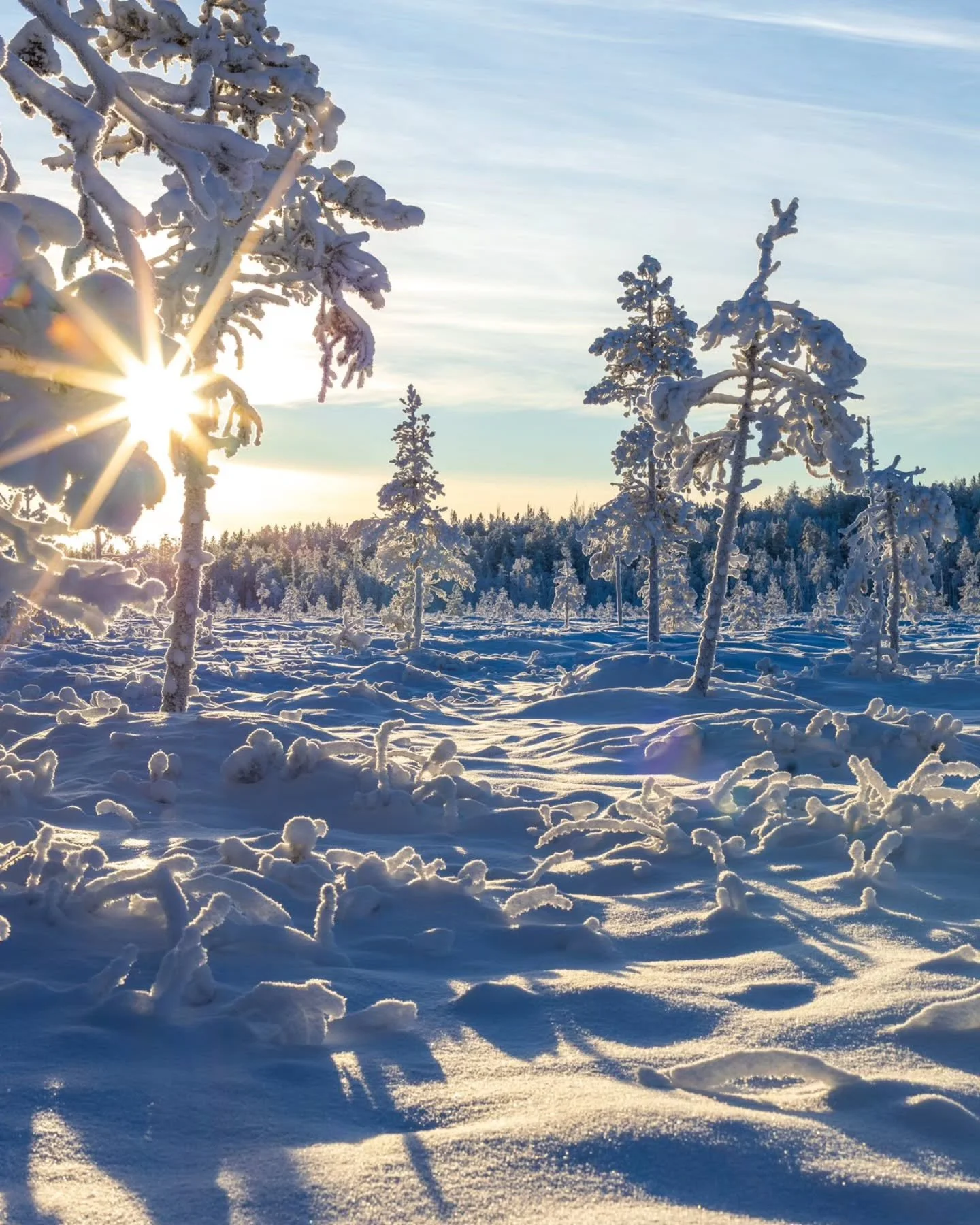 A frosty morning in the wilderness ❄️