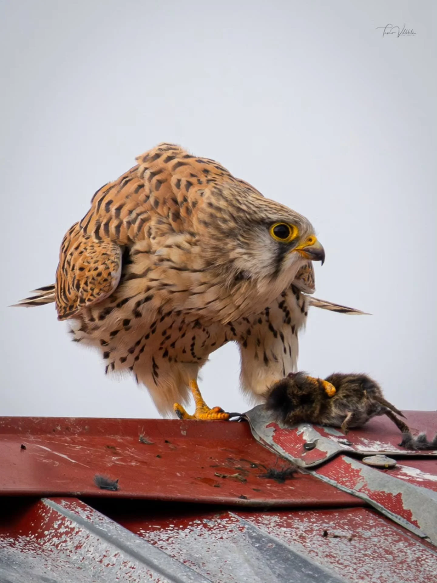 Spring has also kicked off at full speed here in Central Finland! 🌱🐦

Today I went out to see whether the first migratory birds had already arrived &ndash; and they had. Flocks of Northern Lapwings and jackdaws were moving around in the fields, and