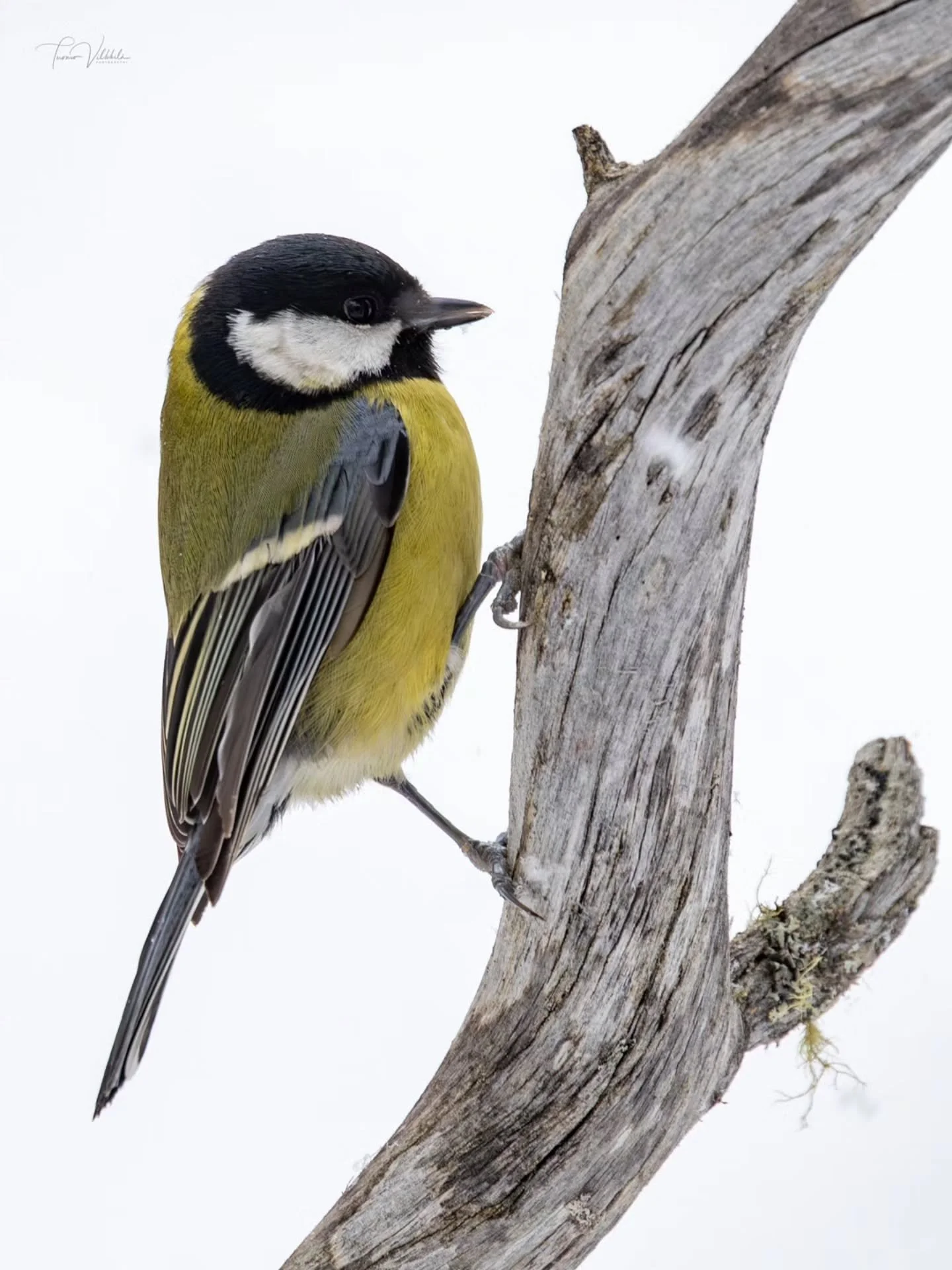 Chickadees brighten even the grayest day 💛

Could you also tell if you can identify a blue tit, great tit, willow tit, and crested tit from these? 🐦