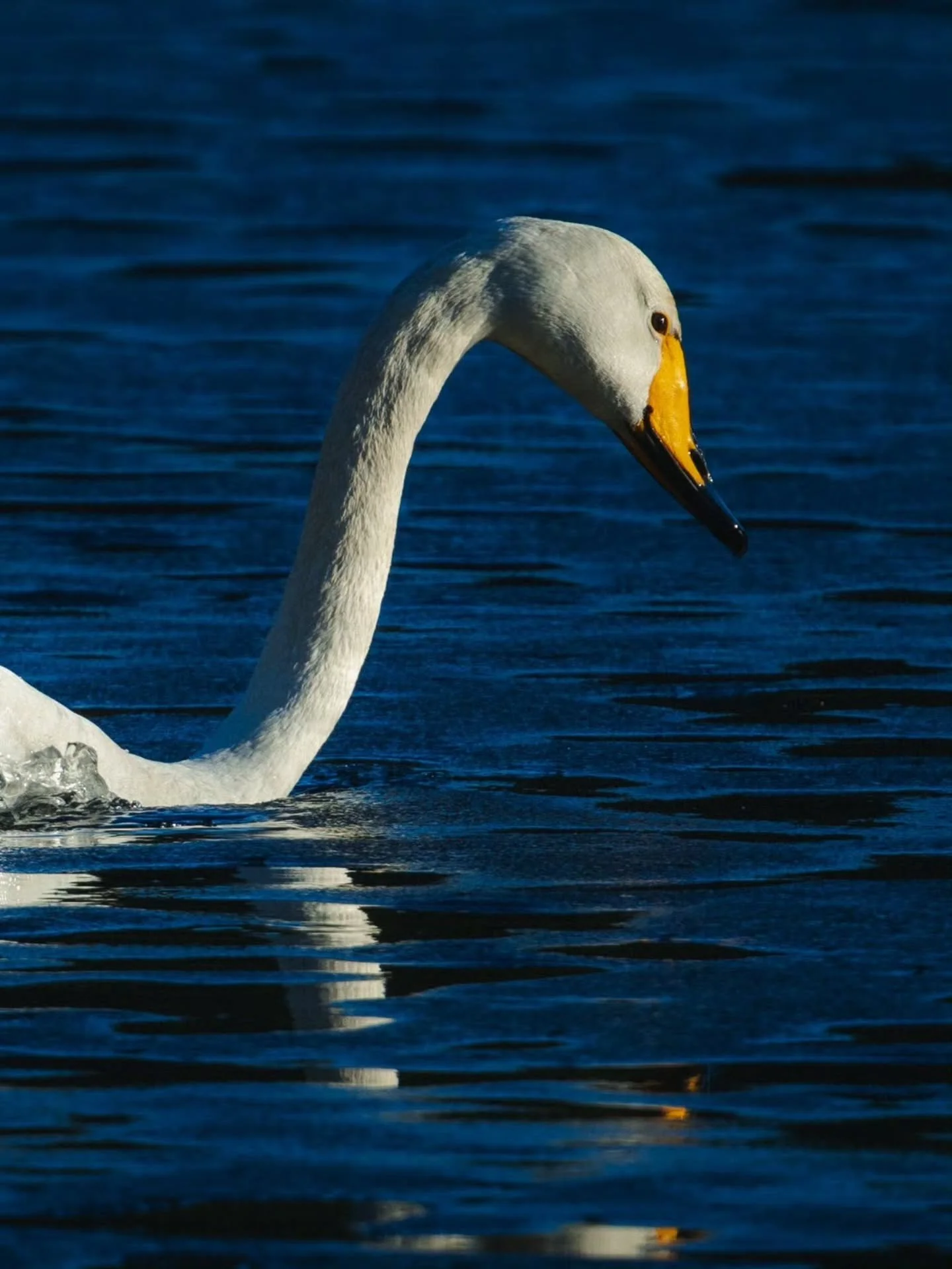 Kev&auml;t tekee tuloaan &ndash; j&auml;&auml; murtuu ja joutsenet palaavat 🦢