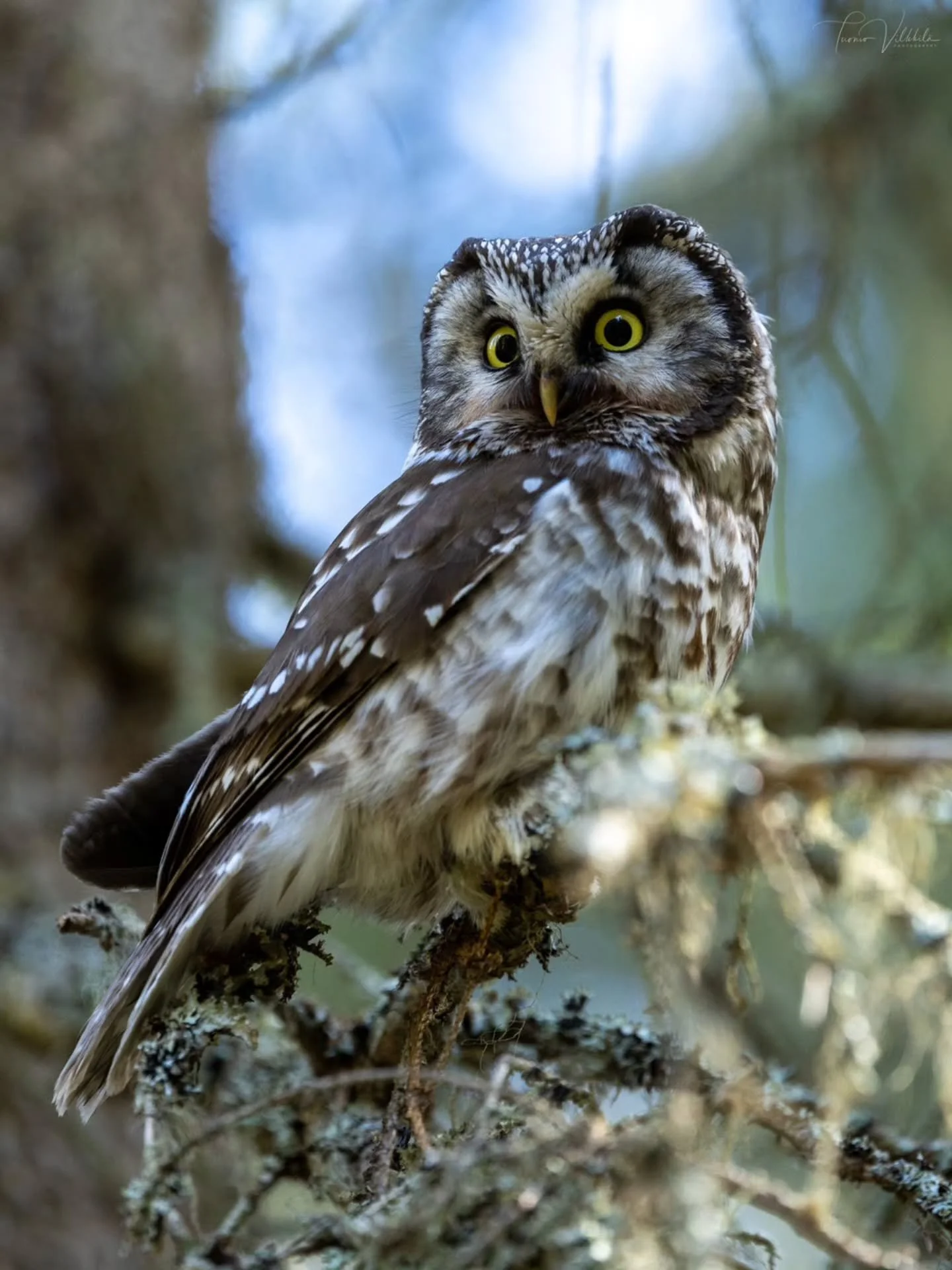 Helmip&ouml;ll&ouml; / Tengmalm's Owl 🦉