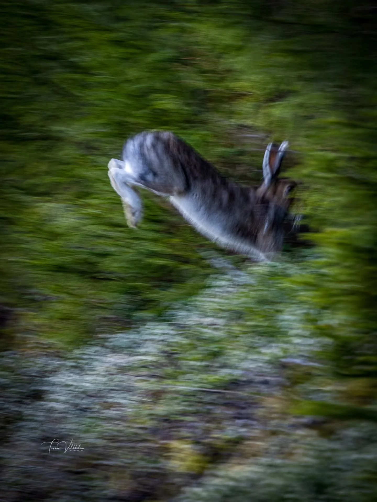 For a brief moment it was visible -
then only motion, forest, and a fading shadow remained. 🐇🌲

Hetken se oli n&auml;kyviss&auml; -
sitten vain liike, mets&auml; ja katoava varjo. 🐇🌲