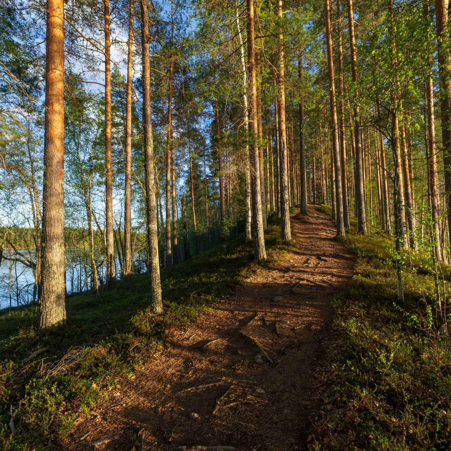 Pari kuvaa eiliselt&auml; py&ouml;r&auml;retkelt&auml; Leivonm&auml;en kansallispuistossa, jossa vierailin nyt ensimm&auml;ist&auml; kertaa. 

Kev&auml;iset s&auml;vyt lehdiss&auml;, pehme&auml; iltavalo ja Joutsniemen upea harju tekiv&auml;t maisema