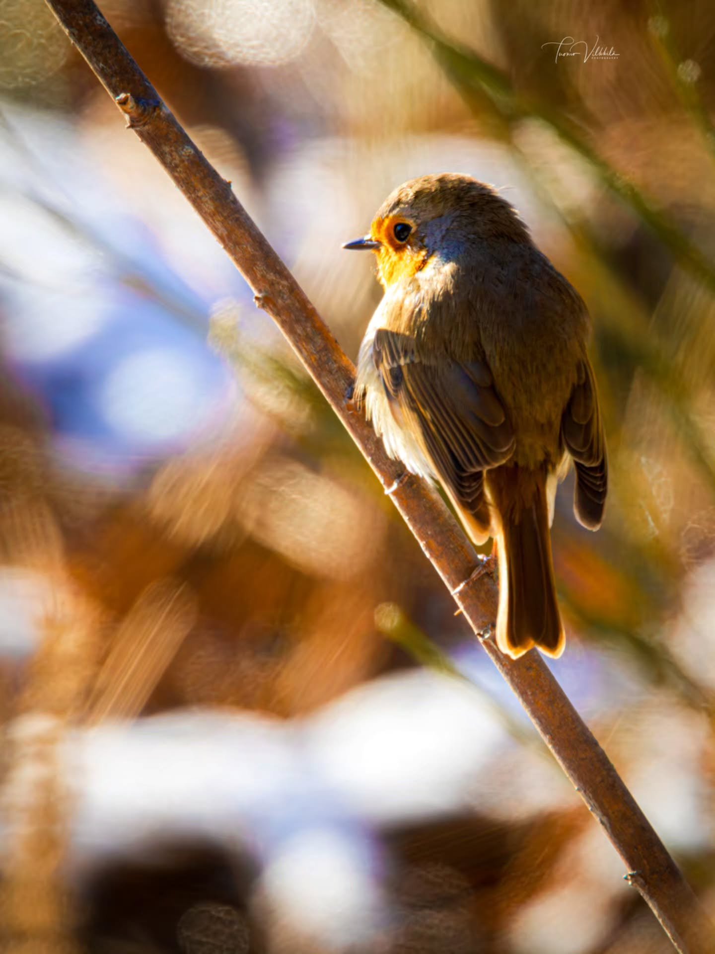 Viile&auml; kev&auml;taamu ja ensimm&auml;iset auringons&auml;teet houkuttelivat punarinnan hetkeksi l&auml;mmittelem&auml;&auml;n varvun oksalla ✨

A chilly spring morning and the first rays of sunlight invited the robin to pause for a moment and wa