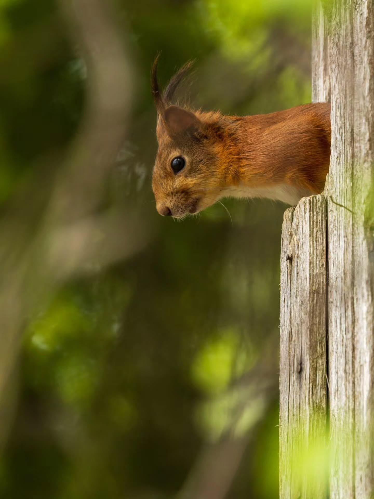 Kurkkasin vain toivottamaan hyv&auml;&auml; viikonlopun jatkoa 🐿️

Just stopping by to wish you a wonderful weekend 🐿️🌿