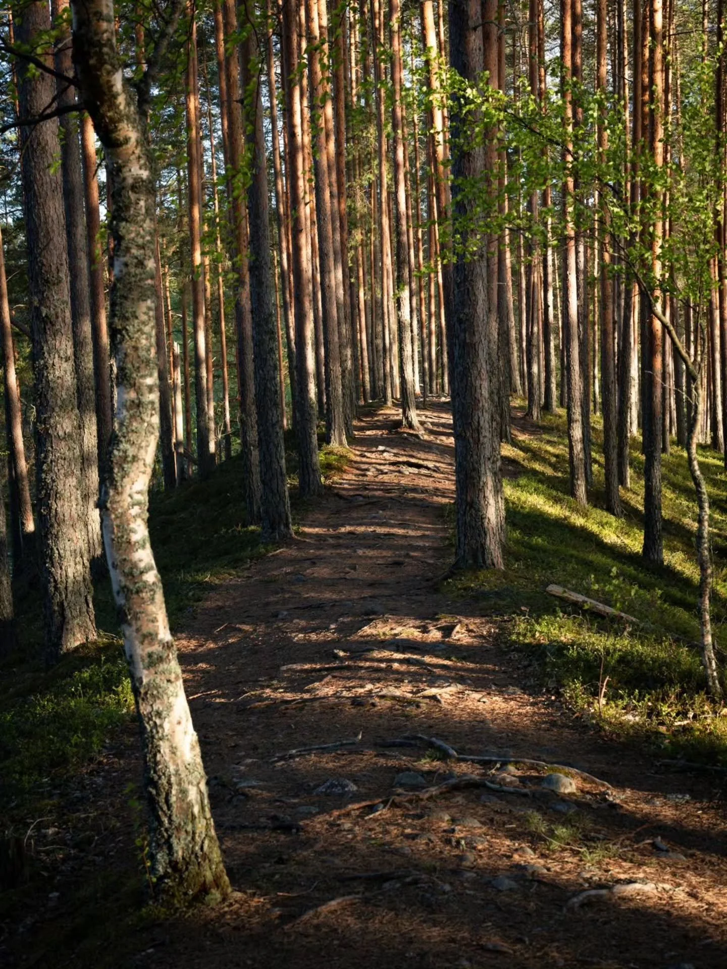 Illan valoa Joutsniemen harjulla Leivonm&auml;en kansallispuistossa. 🌲✨ 

Evening light along the beautiful ridge trail of Joutsniemi in Leivonm&auml;ki National Park. 🌲✨